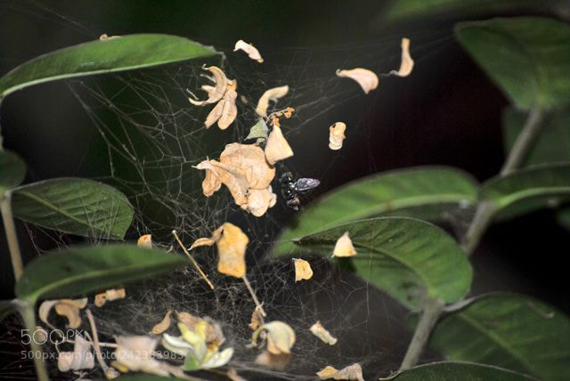 Nikon D3000 sample photo. Entangled e photography