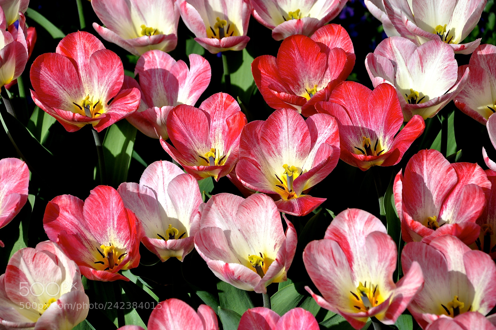 Nikon D90 sample photo. Sea of pink flowers photography