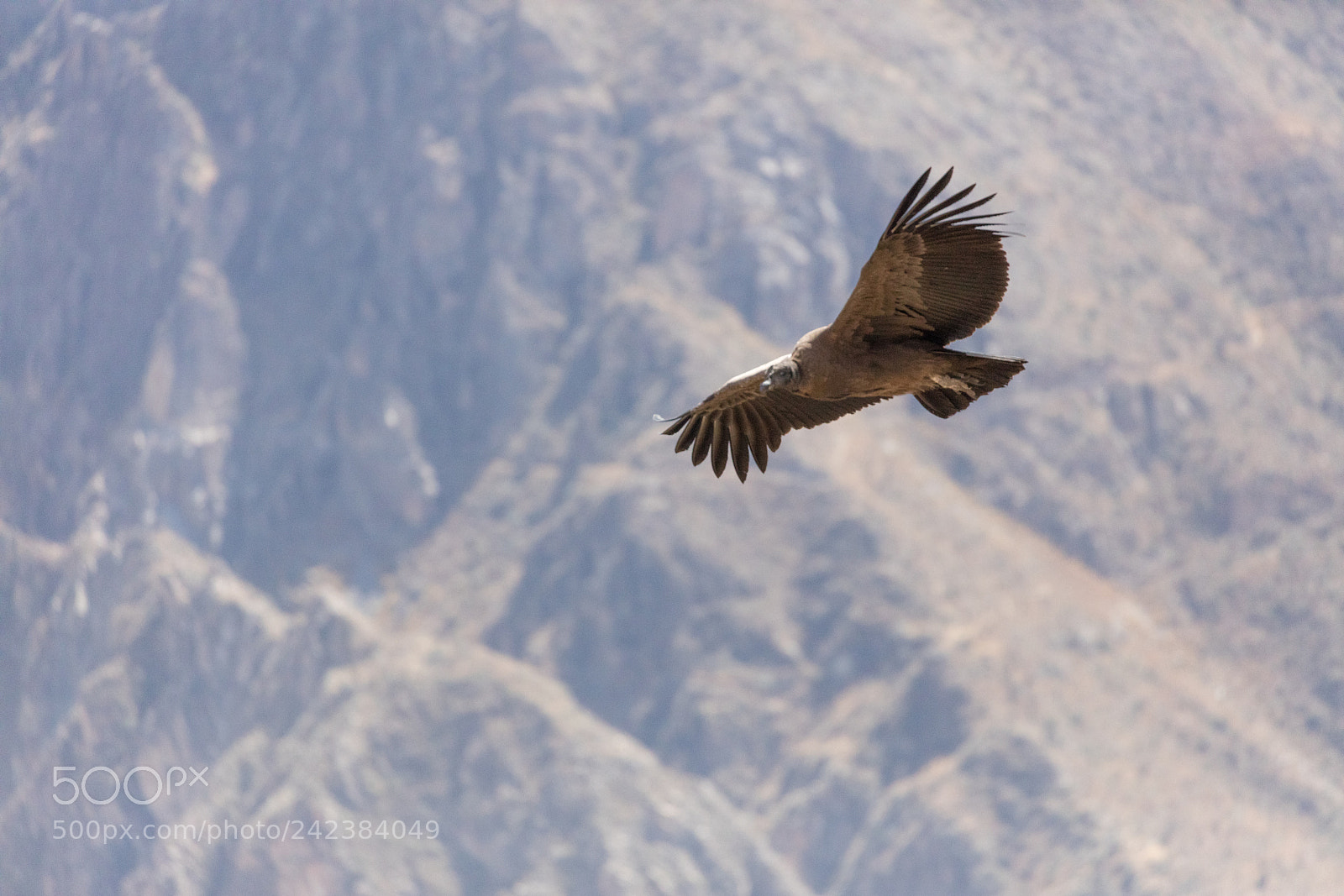 Canon EOS 5DS R sample photo. Condor flying  in peru photography