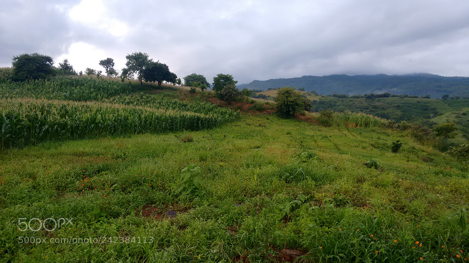 Motorola Moto G (2nd Gen) sample photo. Green photography