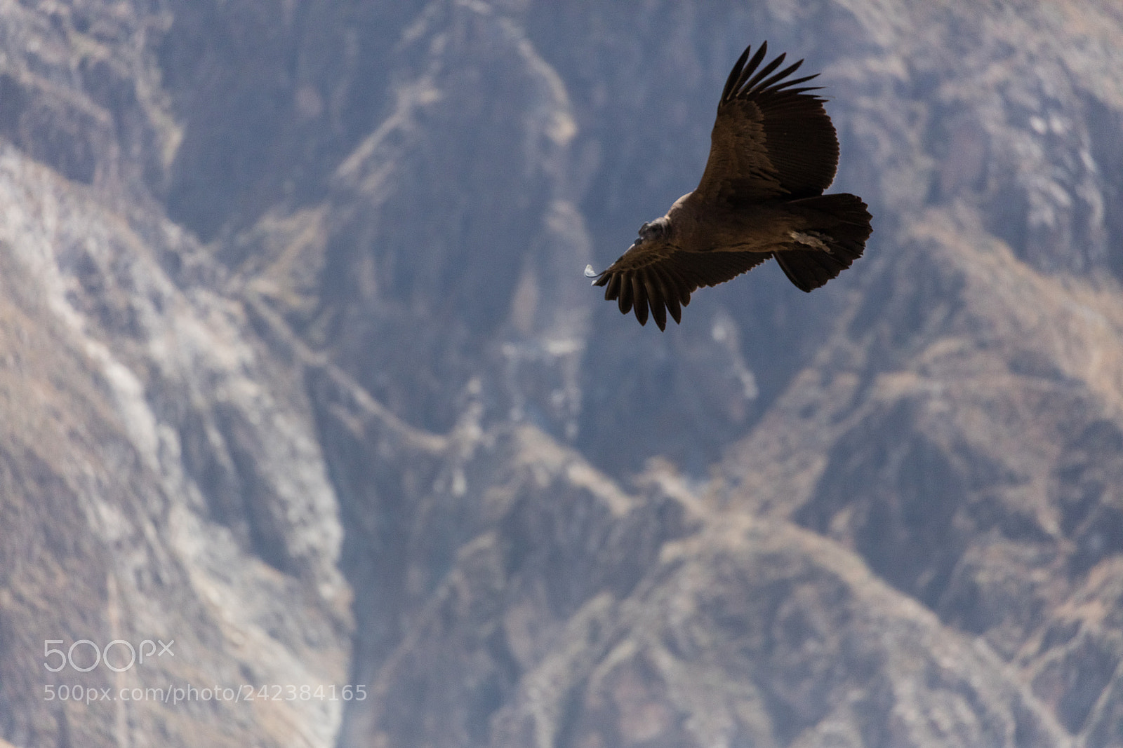 Canon EOS 5DS R sample photo. Condor flying  in peru photography