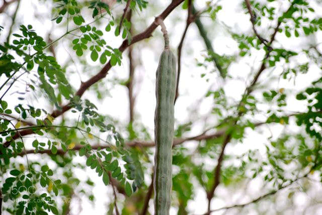 Nikon D3000 sample photo. Long thing photography