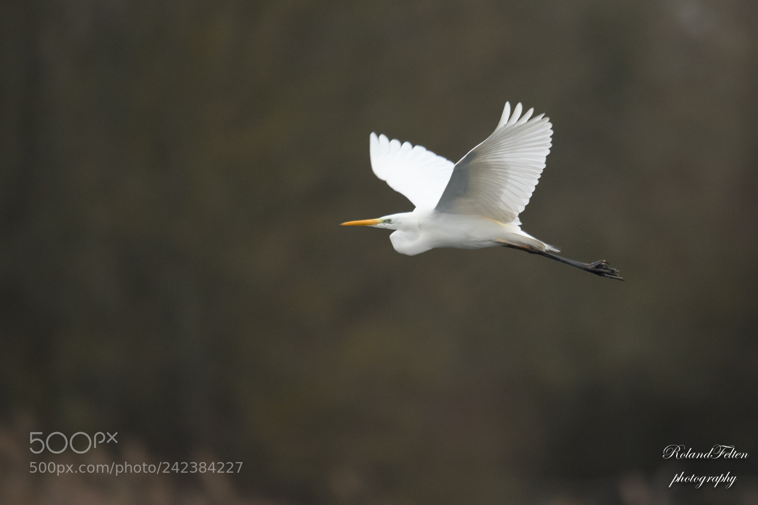 Nikon D500 sample photo. Great egret flight photography