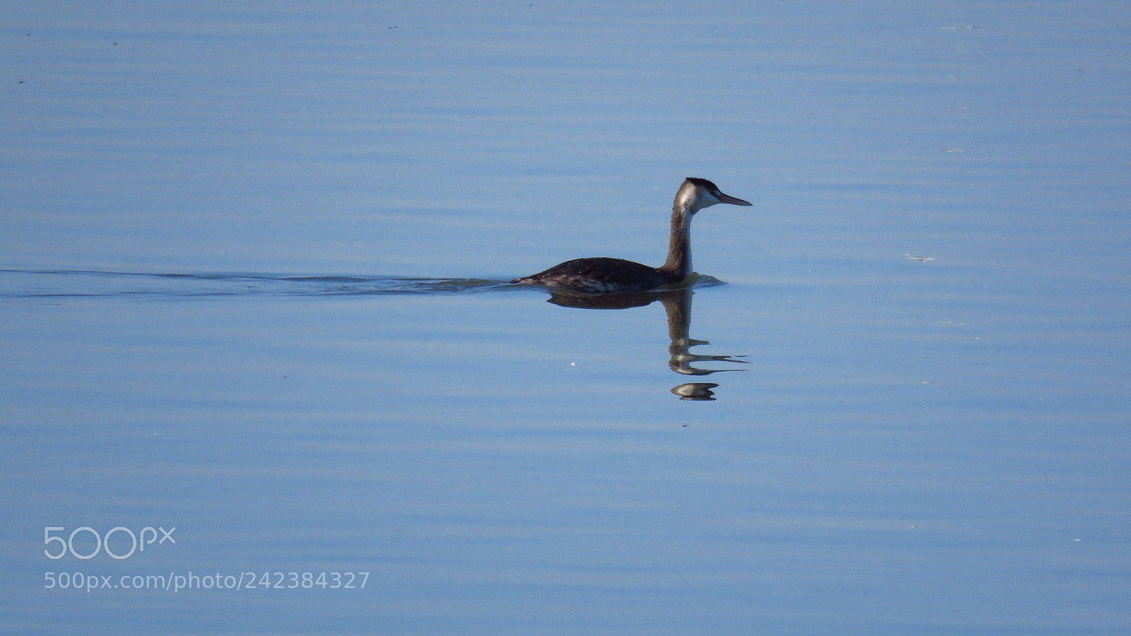 Canon PowerShot SX60 HS sample photo. Great crested grebe podiceps photography
