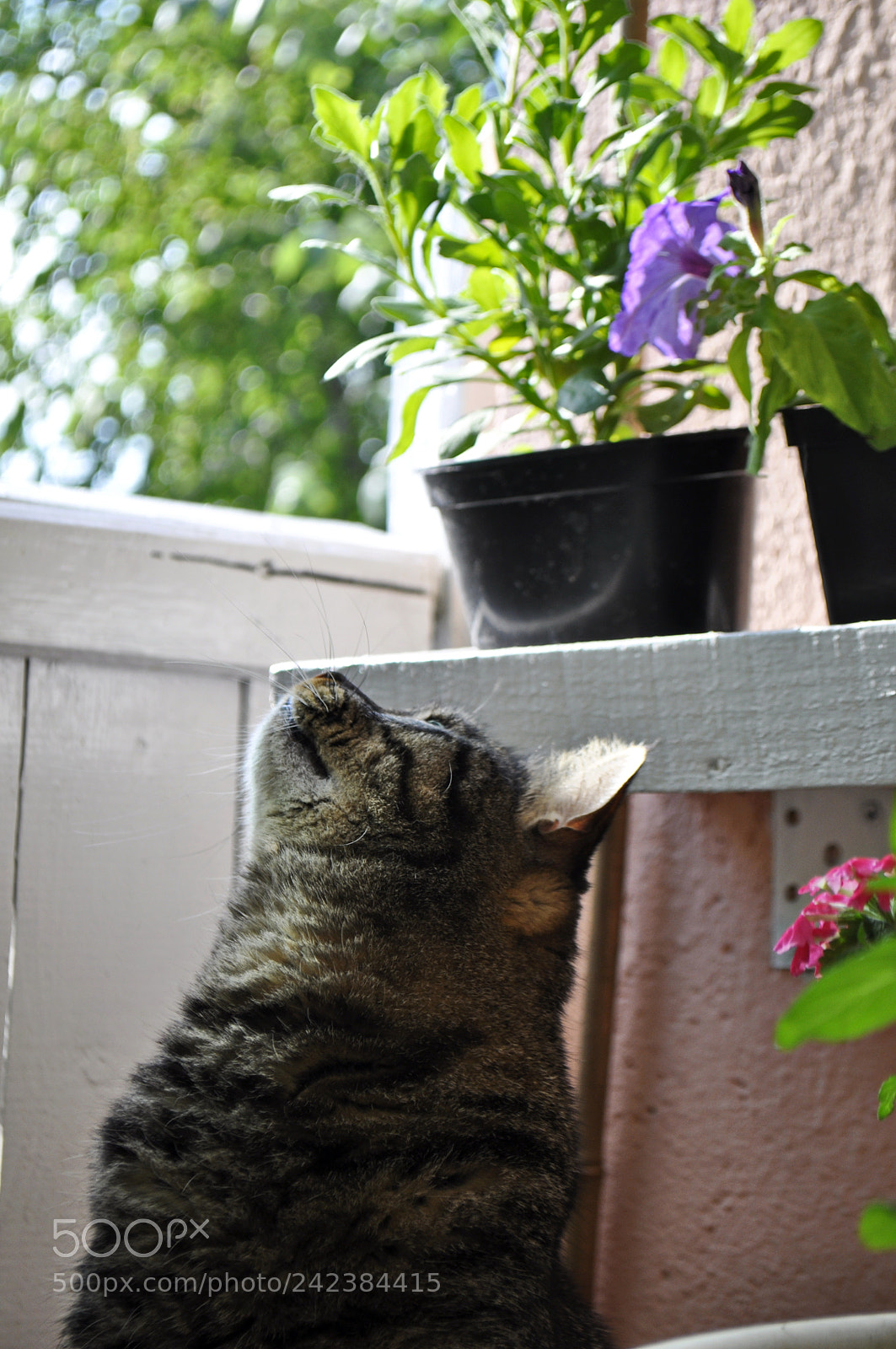Nikon D5000 sample photo. Cat photography