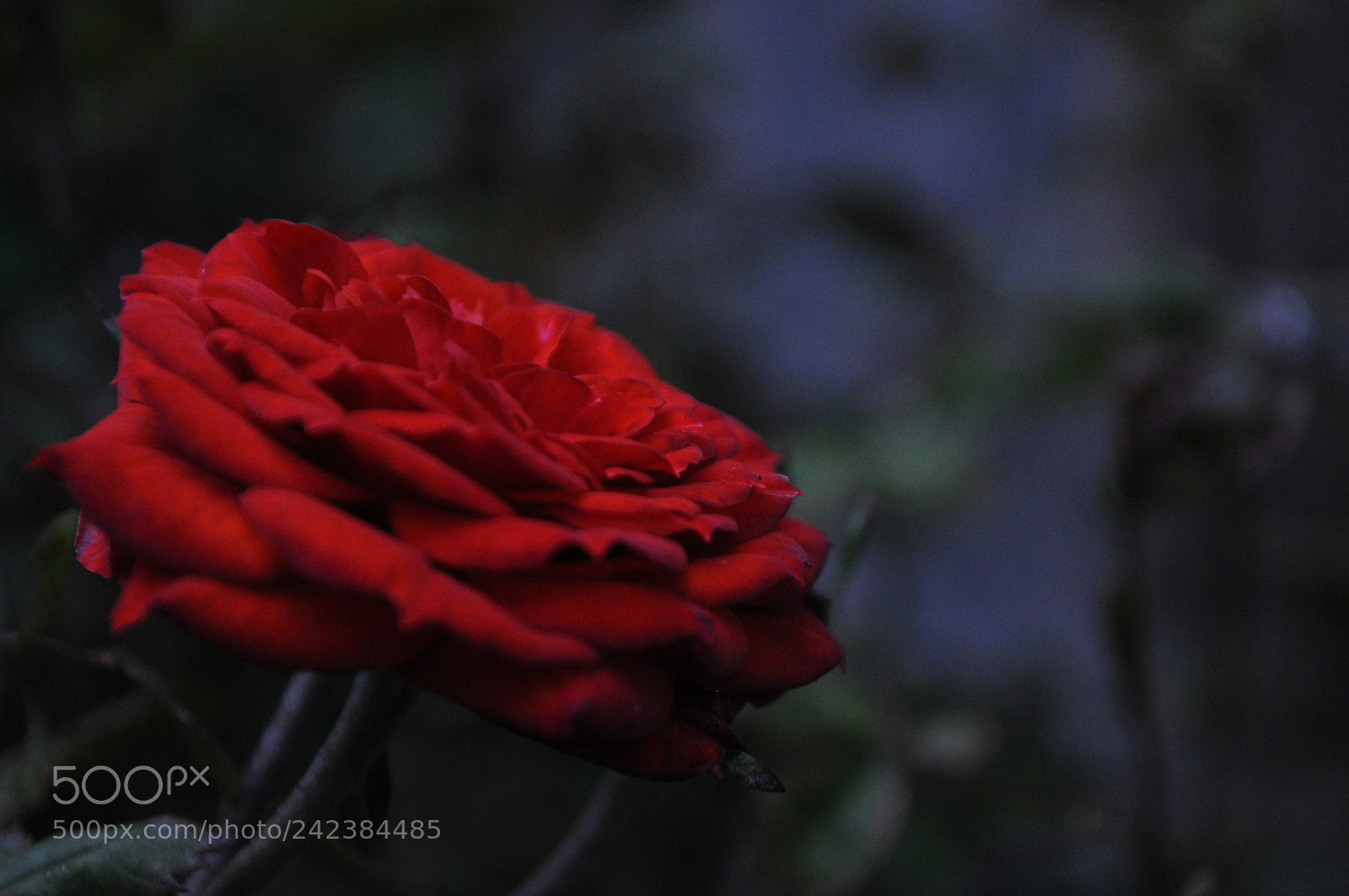 Nikon D5000 sample photo. Untitled photography