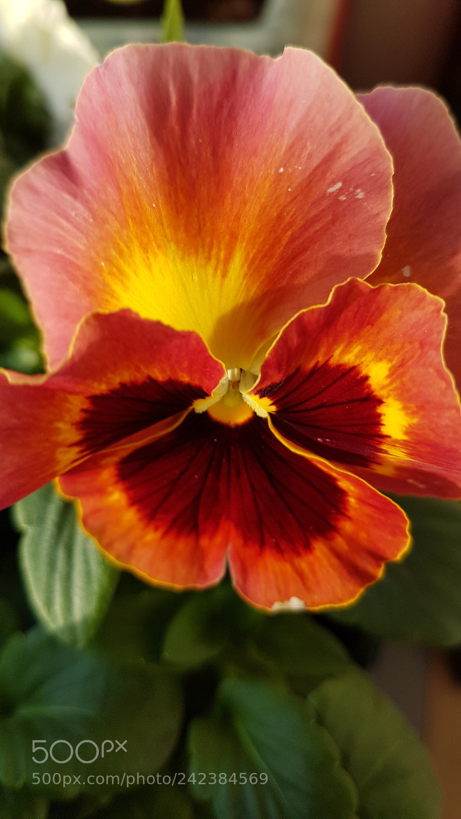 Samsung Galaxy S7 sample photo. Flower photography
