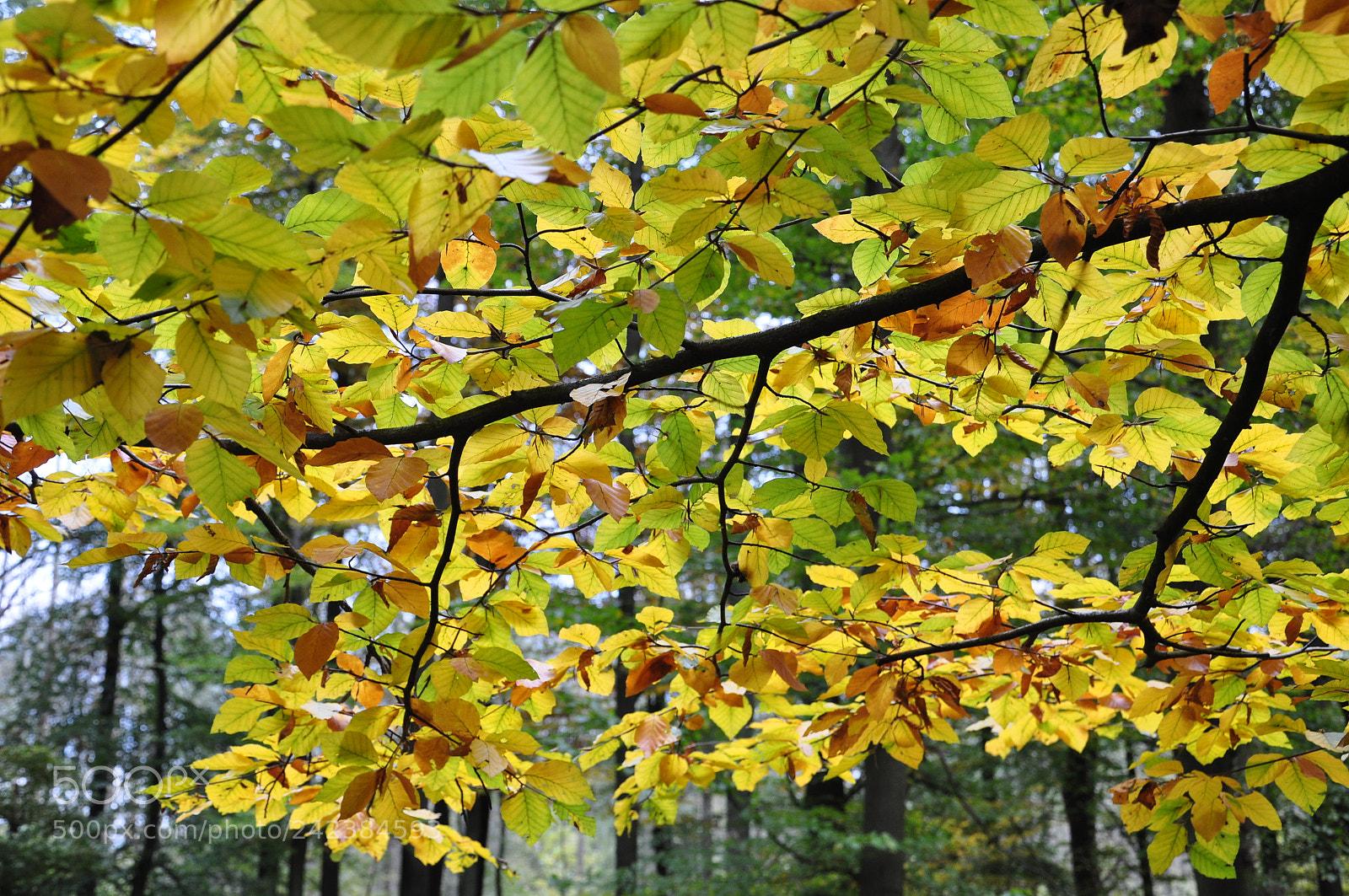 Nikon D90 sample photo. If the autumn is photography