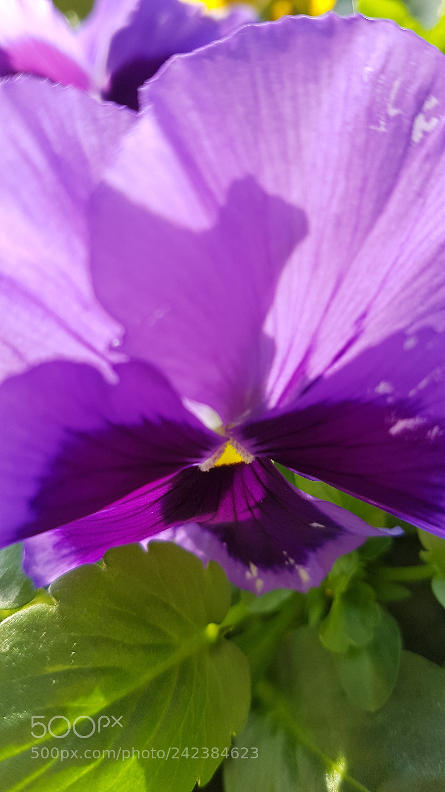 Samsung Galaxy S7 sample photo. Flower photography