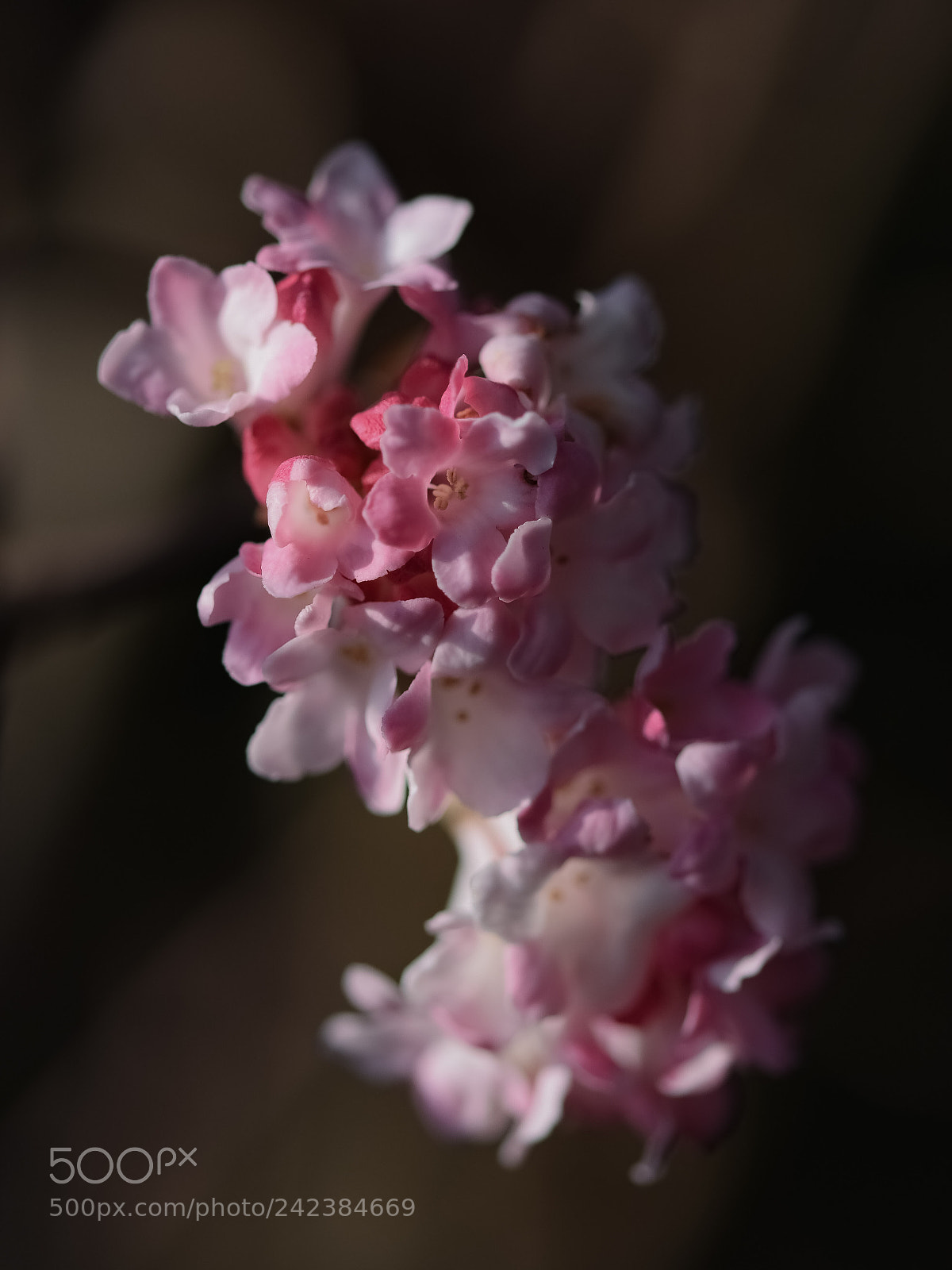 Nikon D5500 sample photo. Winter in germany ;-) photography