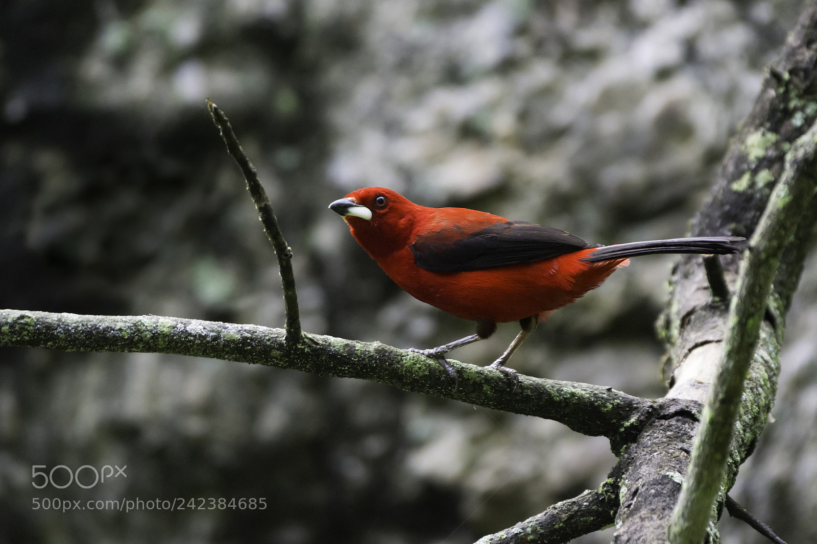 Nikon D7100 sample photo. Brazilian tanager photography