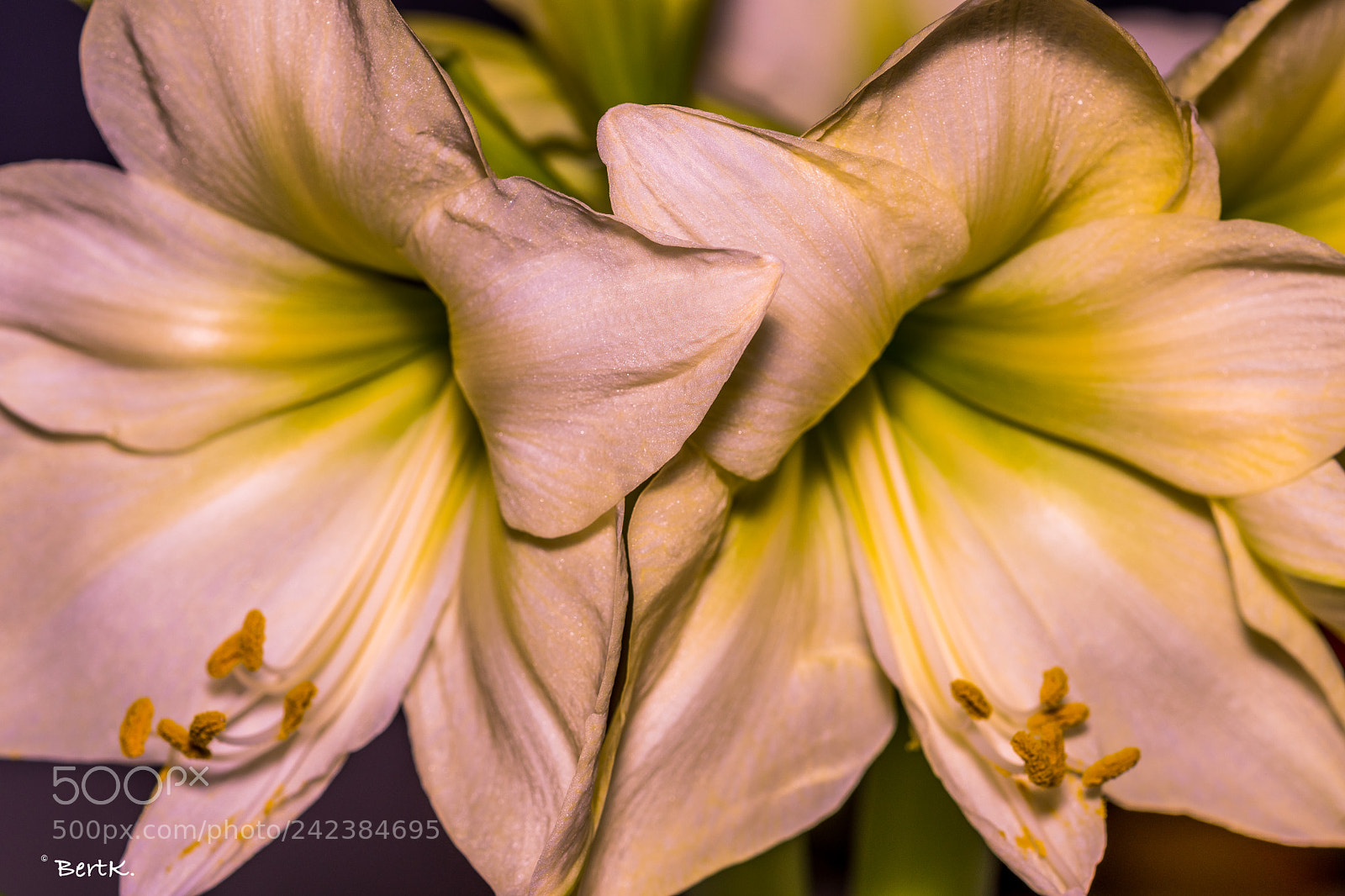 Nikon D500 sample photo. Amaryllis. photography