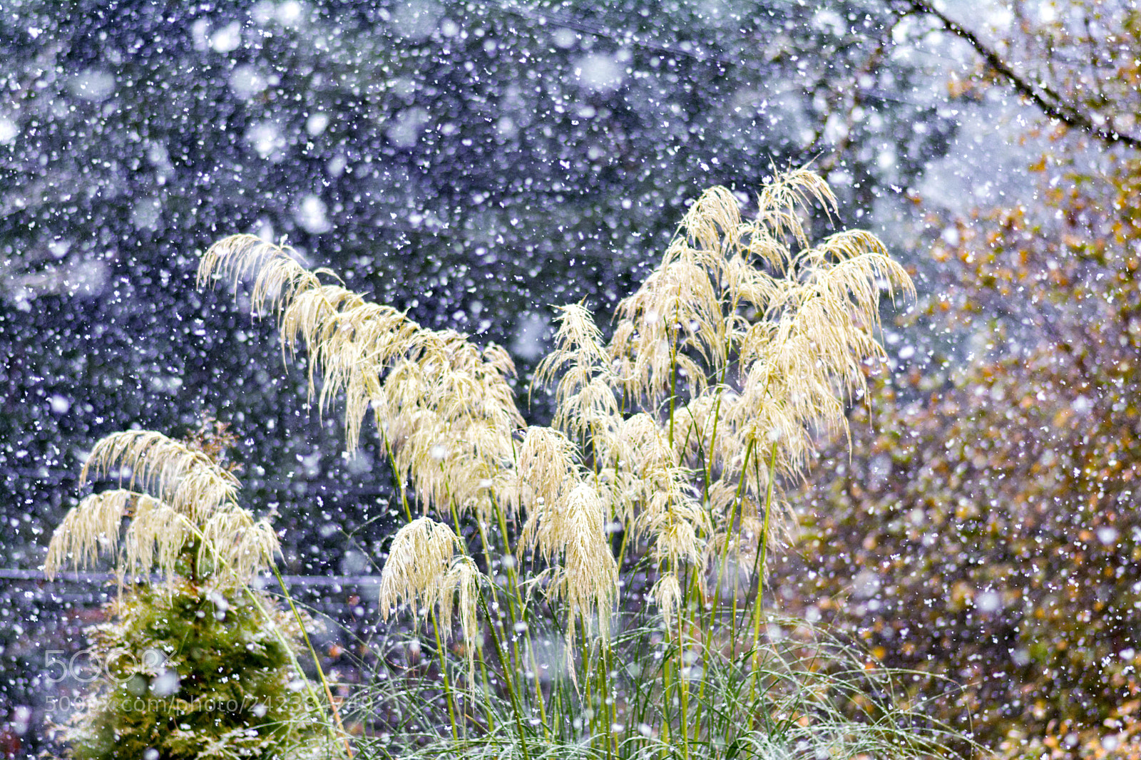 Nikon D7100 sample photo. Pampas grass photography