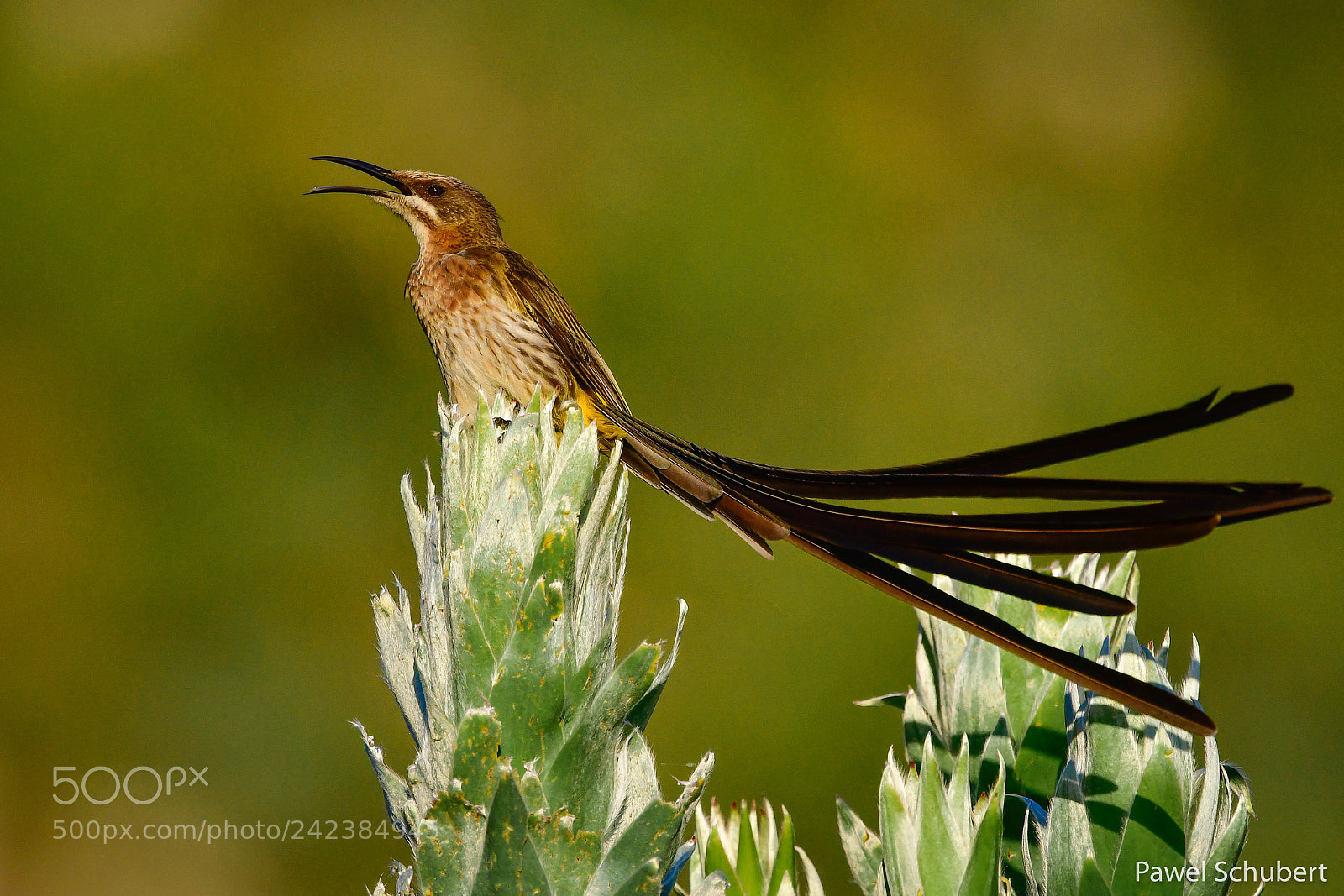 Nikon D500 sample photo. Cape sugarbird photography