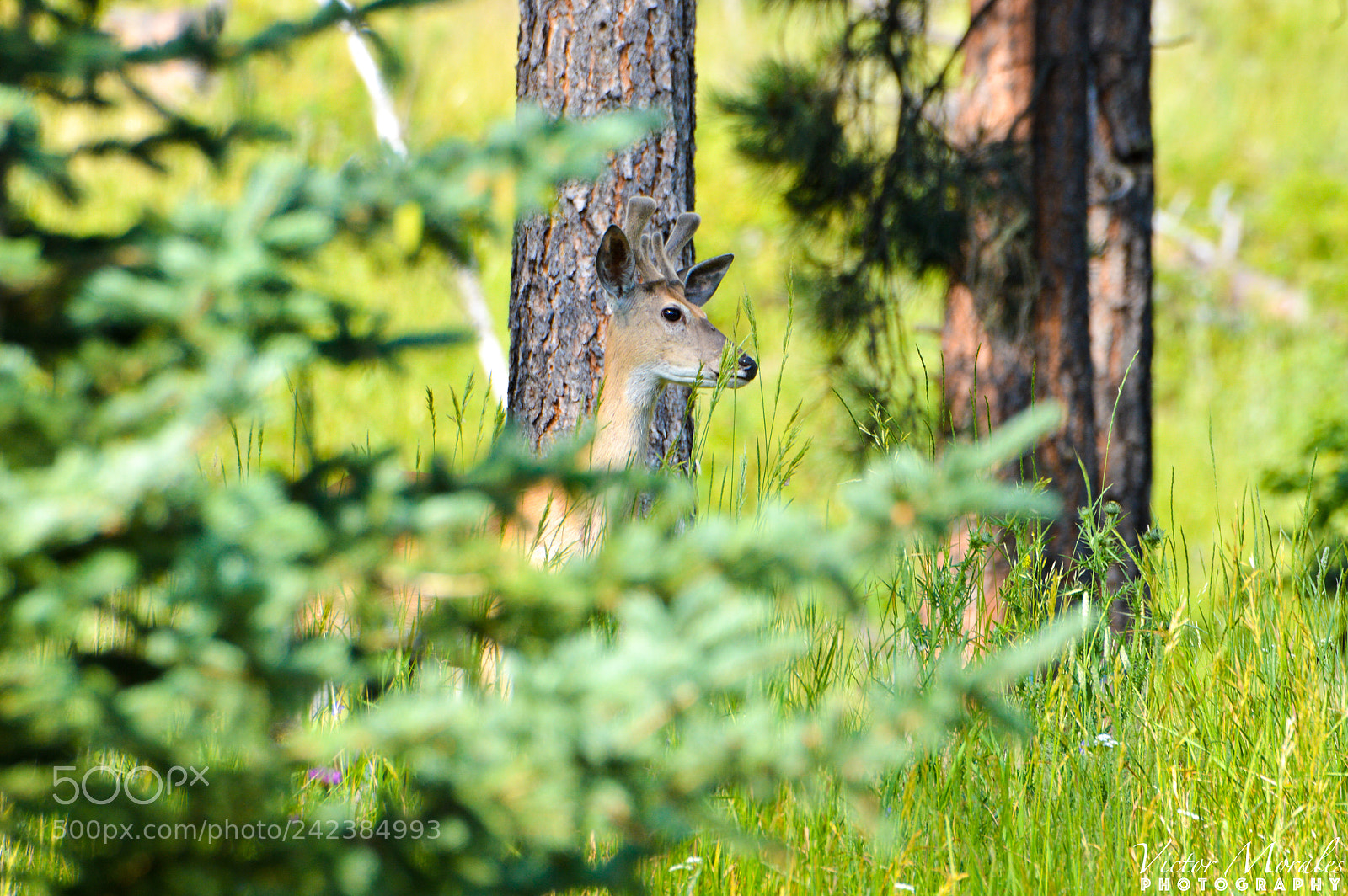 Nikon D3200 sample photo. Peekaboo photography