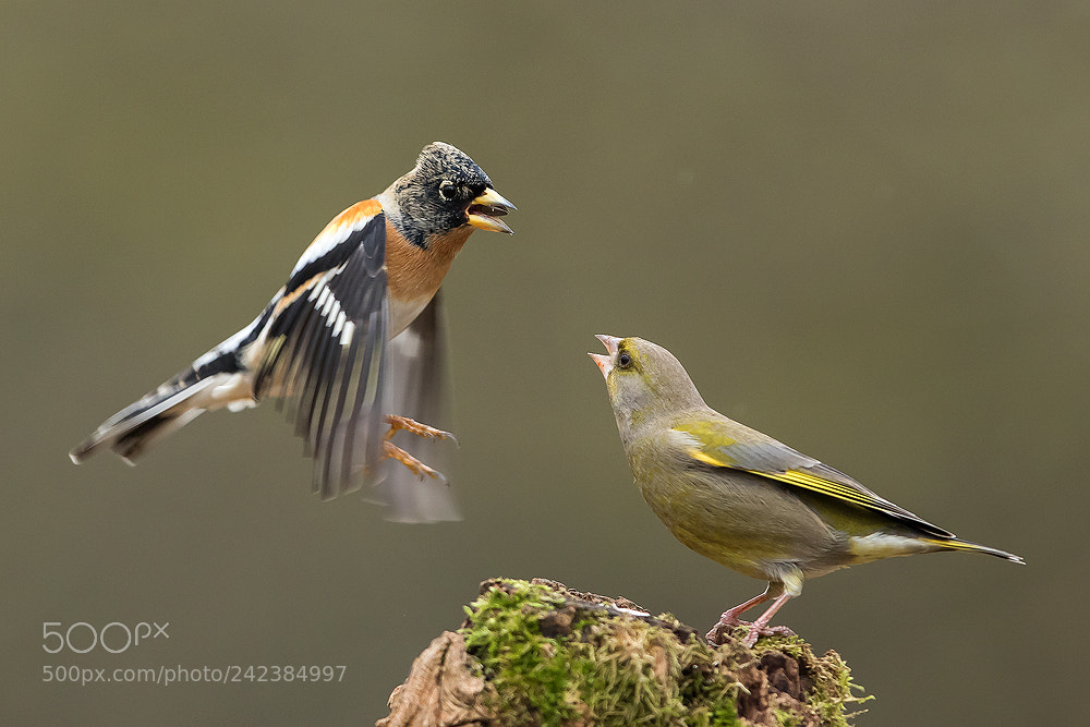 Canon EOS 7D Mark II sample photo. Brambling vs. green photography