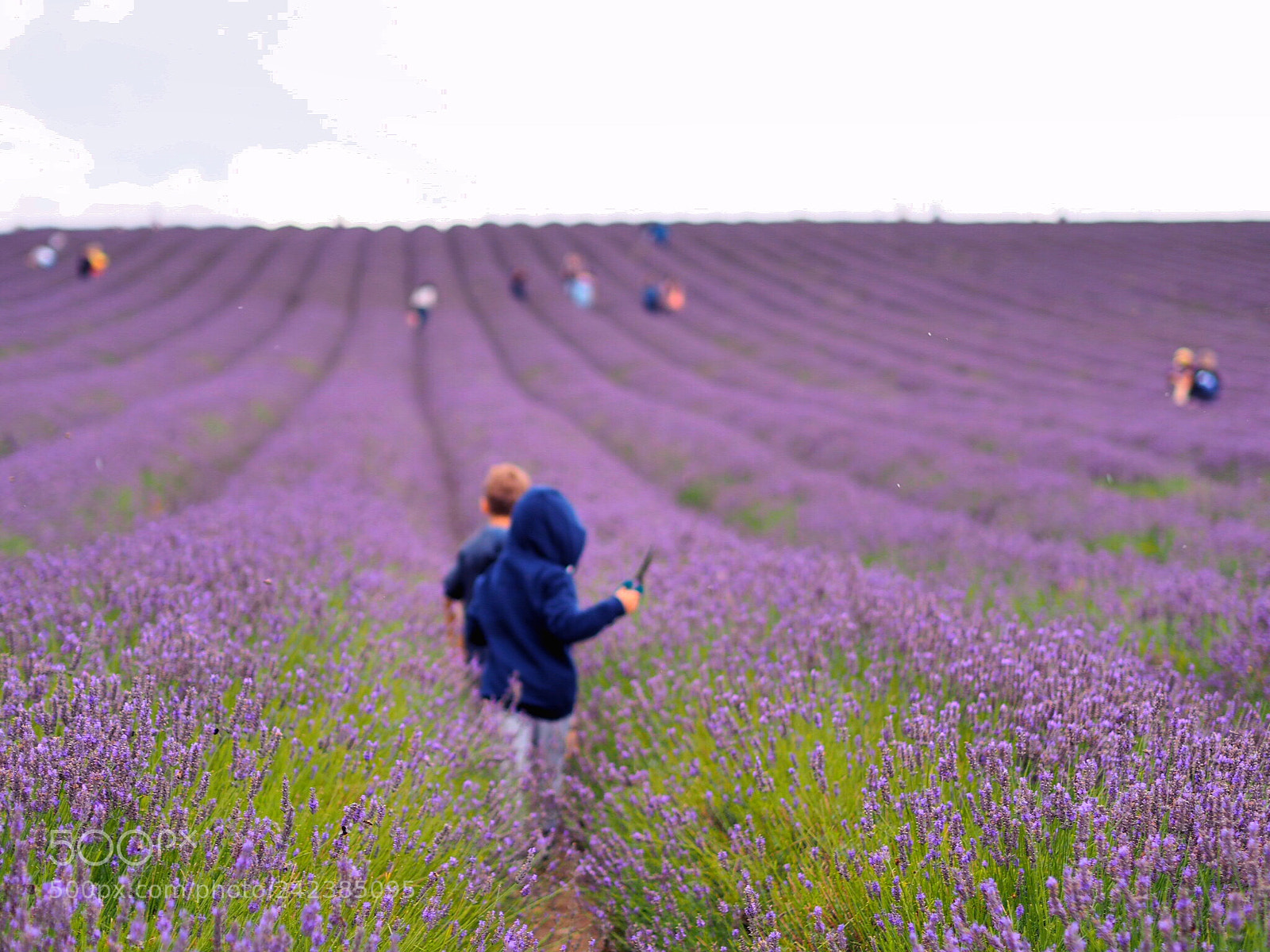 Olympus PEN E-PL8 sample photo. Love at lavender photography
