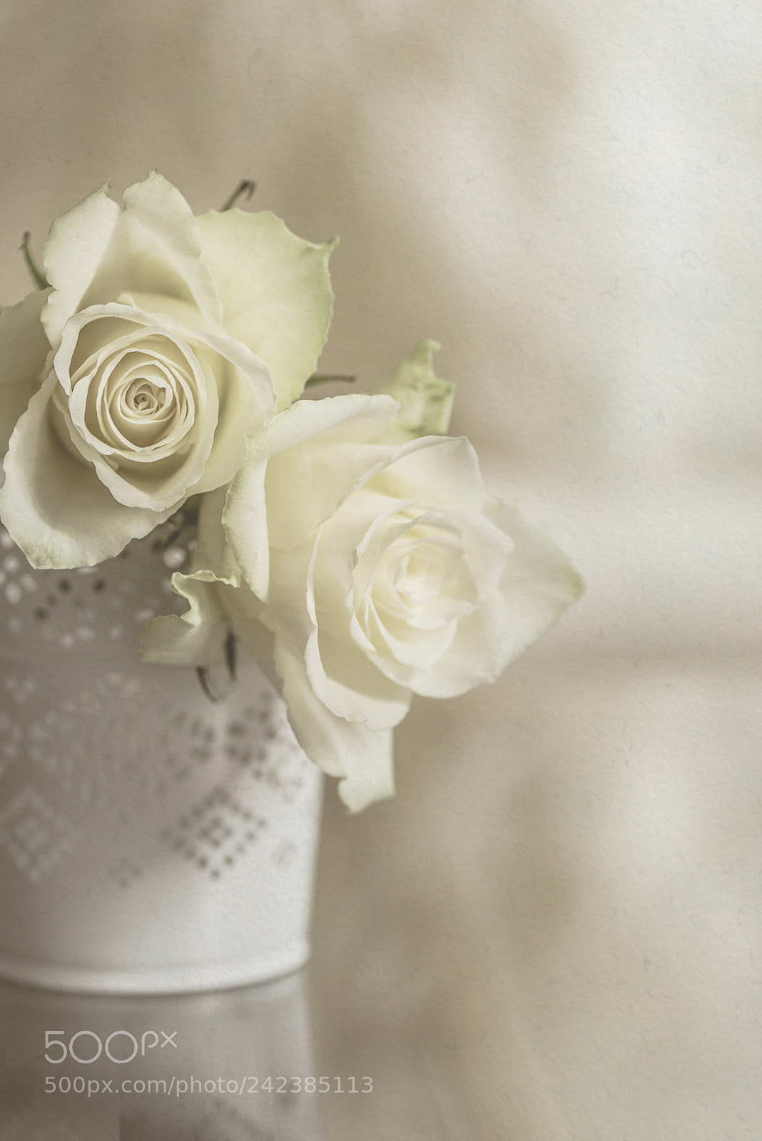 Nikon D600 sample photo. White roses photography