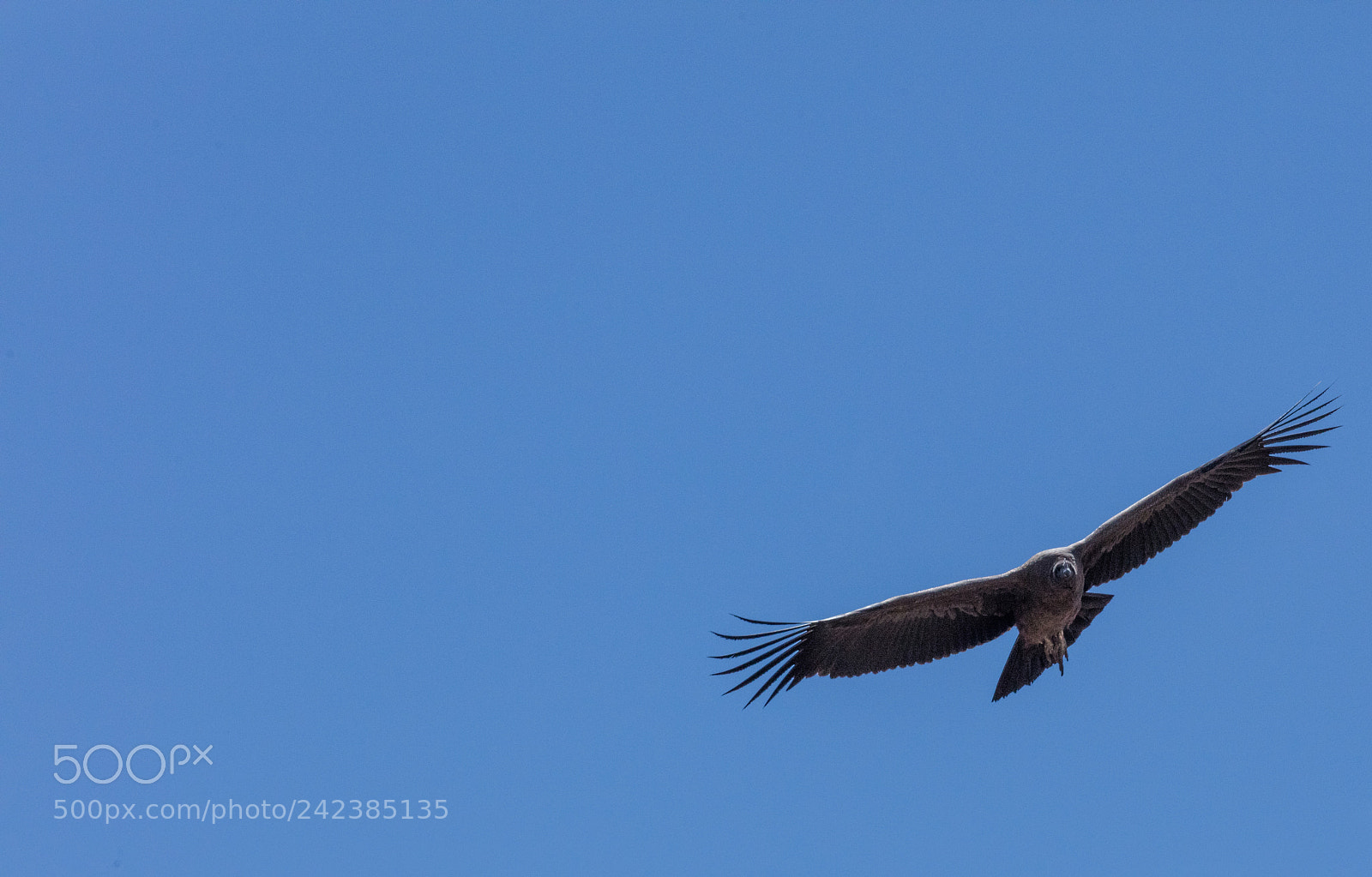 Canon EOS 5DS R sample photo. Condor flying  in peru photography