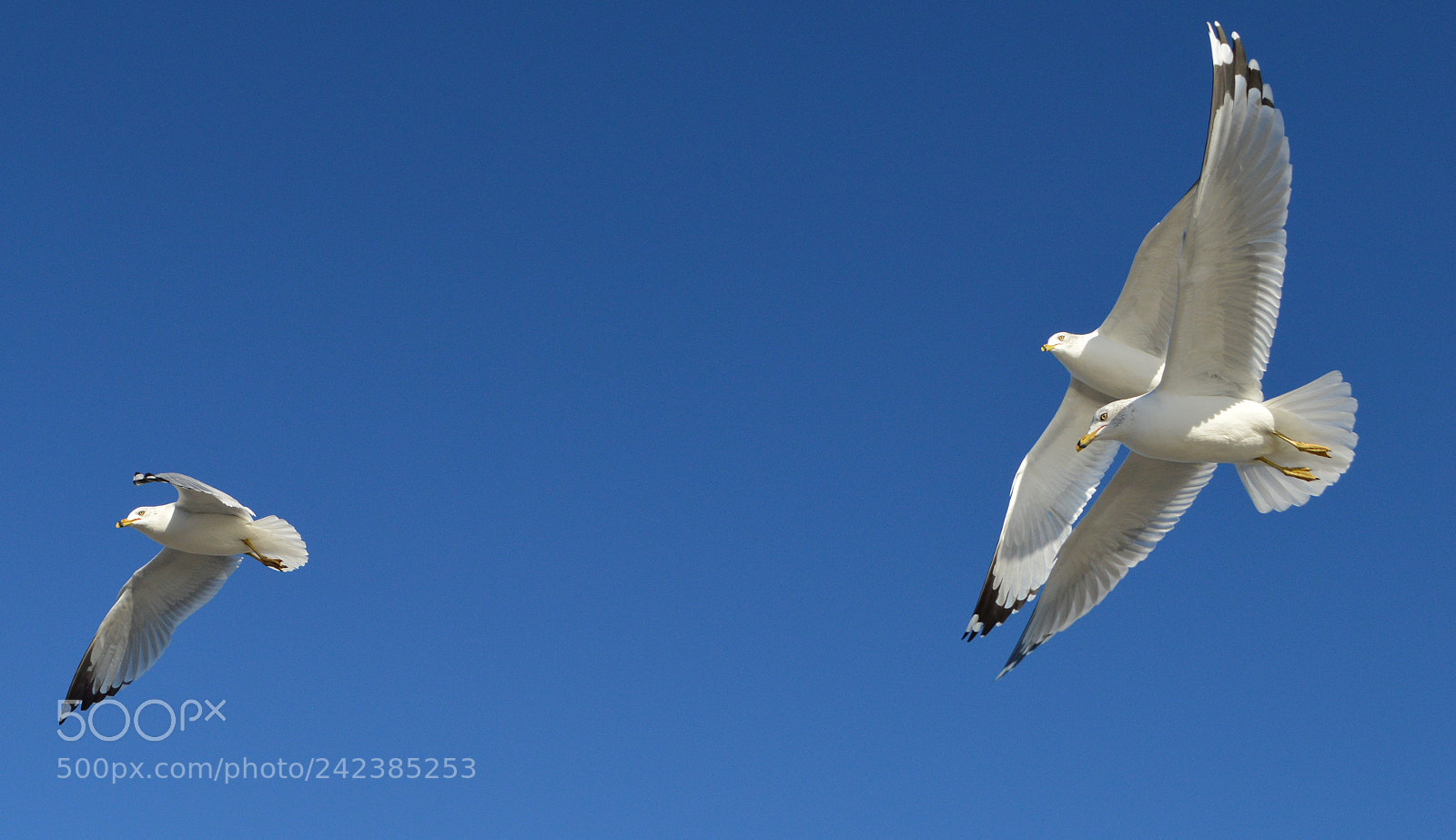 Nikon D3200 sample photo. First, second and third. photography