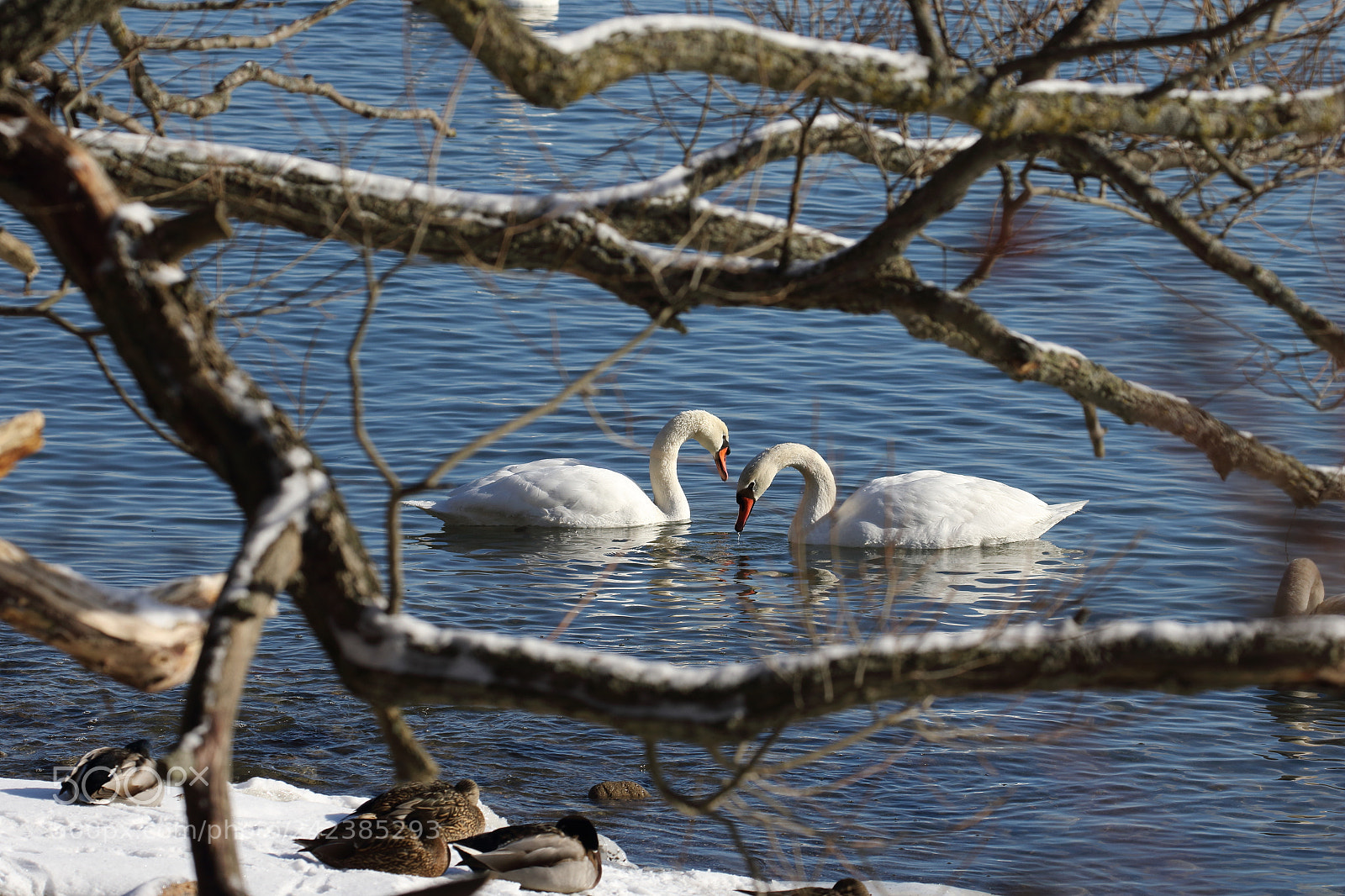 Canon EOS 7D Mark II sample photo. Swans, through the branches photography