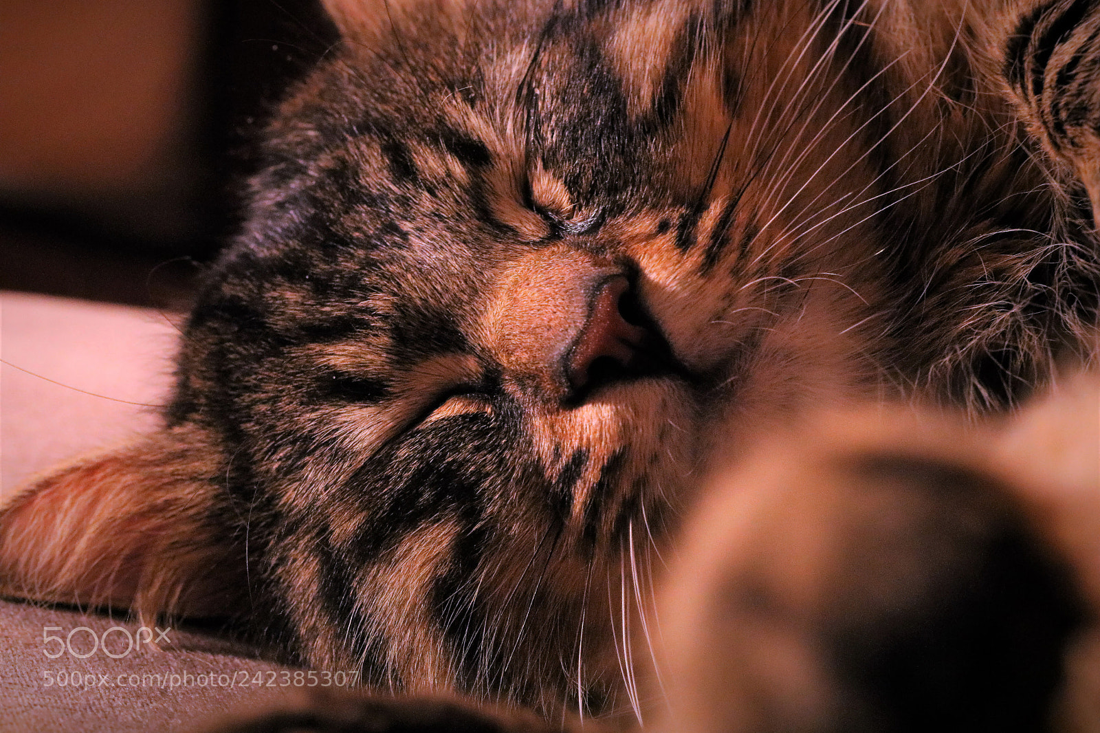 Canon EOS 750D (EOS Rebel T6i / EOS Kiss X8i) sample photo. Chato photography