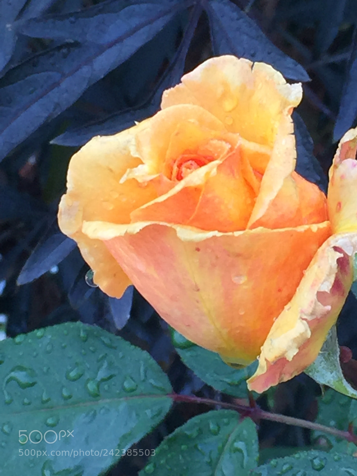 Apple iPhone 6 sample photo. Untitled photography