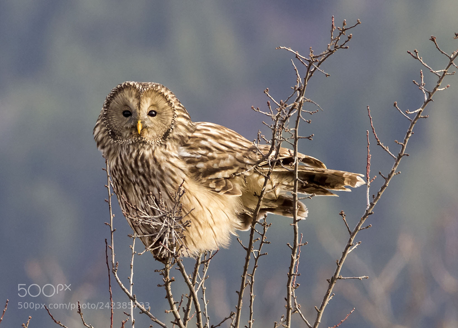 Olympus E-5 sample photo. Strix uralensis photography