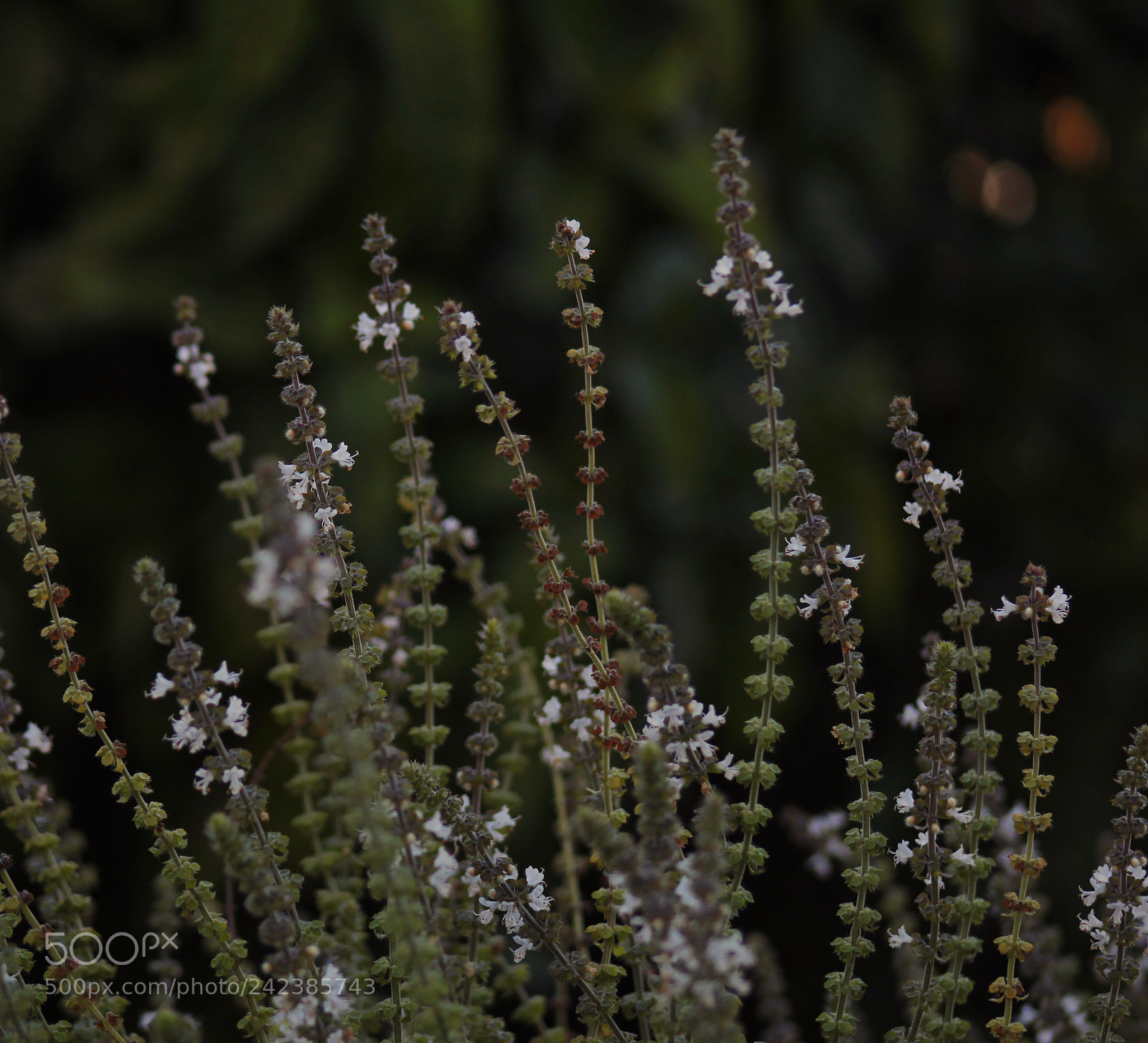 Canon EOS 1300D (EOS Rebel T6 / EOS Kiss X80) sample photo. Simple photography
