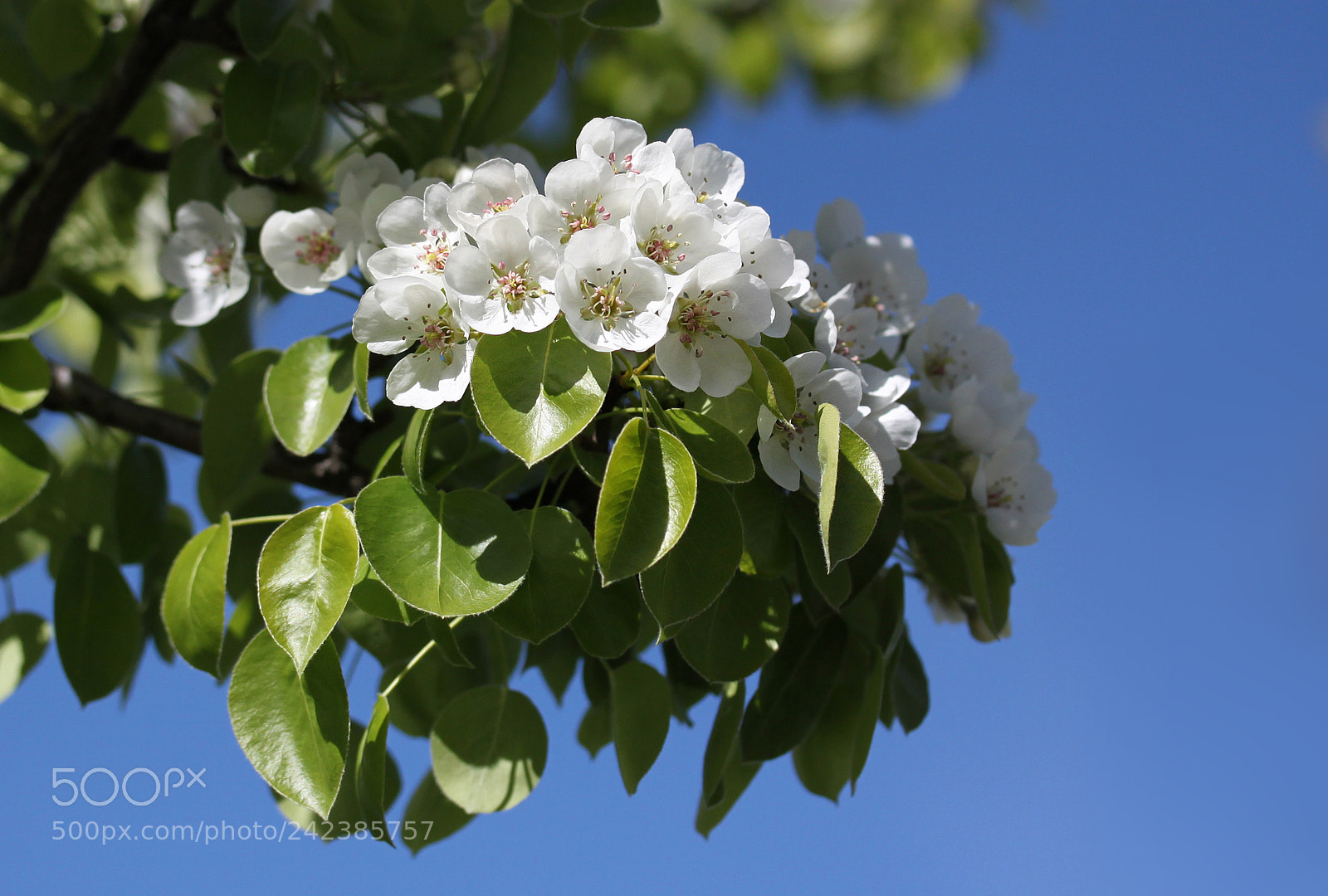 Canon EOS 500D (EOS Rebel T1i / EOS Kiss X3) sample photo. *** photography