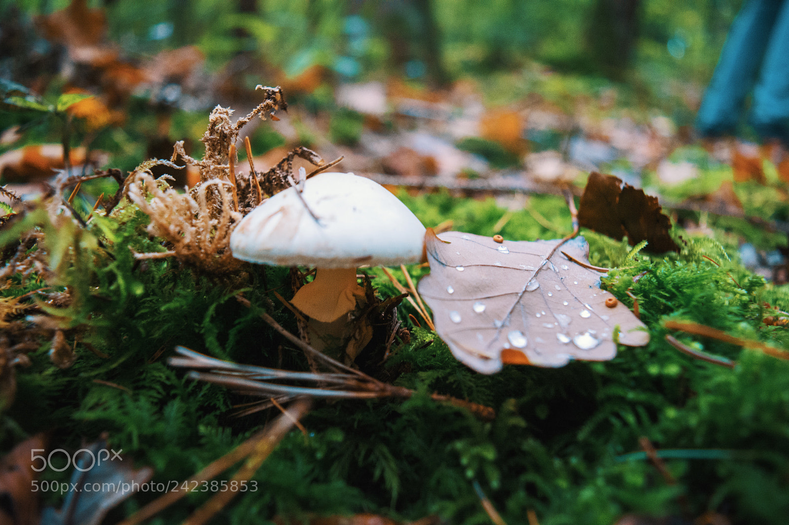 Nikon D5200 sample photo. Mushroom photography