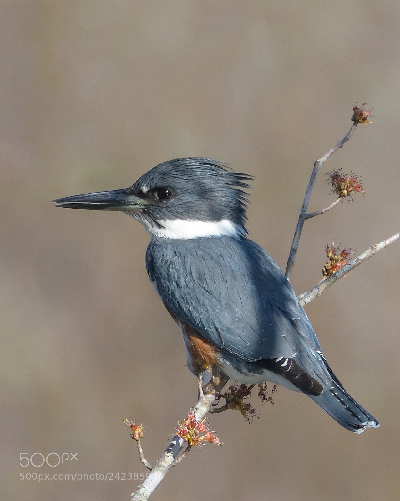 Nikon D7200 sample photo. Belted kingfisher photography