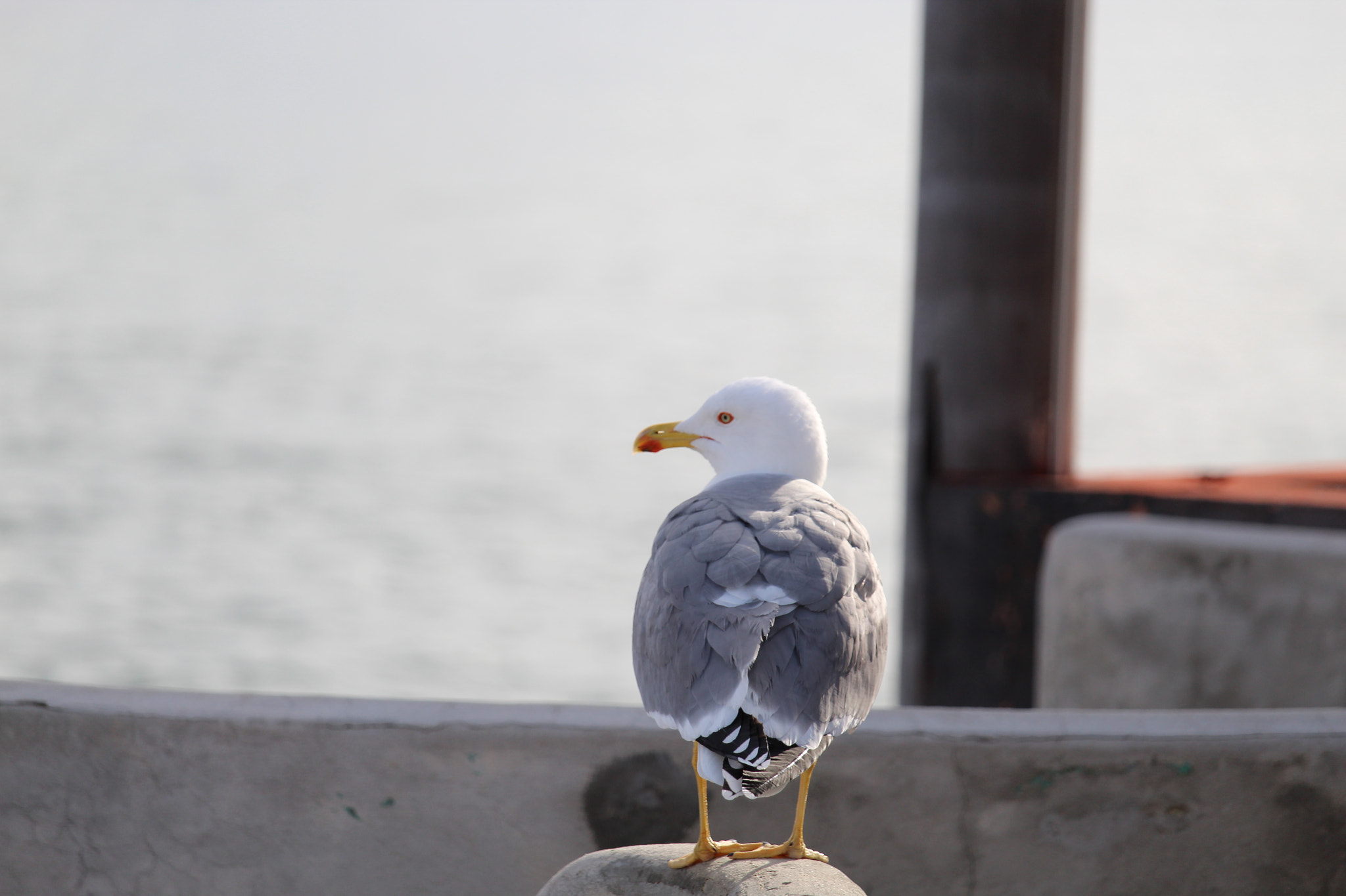 Canon EF-S 55-250mm F4-5.6 IS STM sample photo
