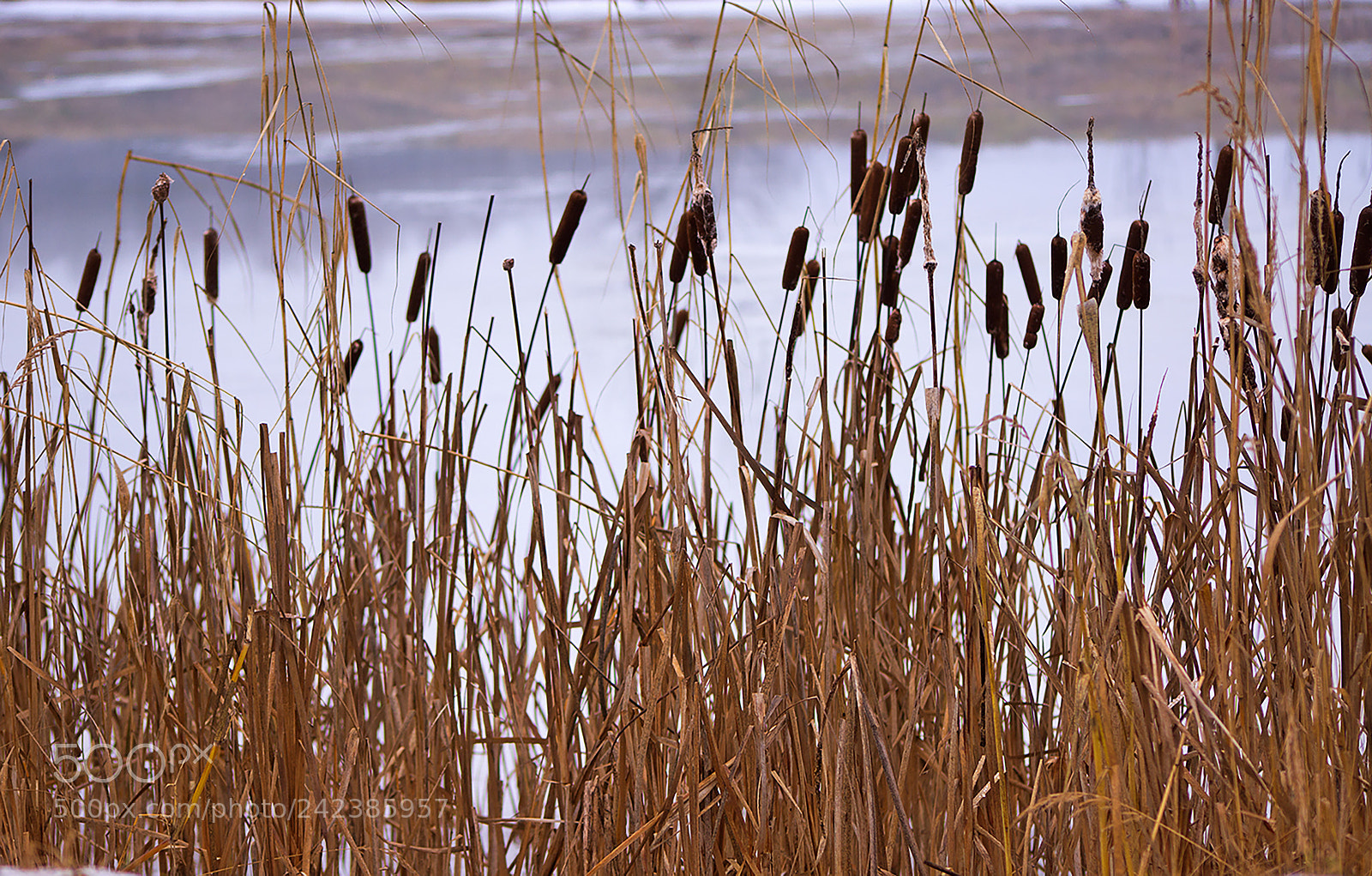 Sony SLT-A57 sample photo. Dsc photography