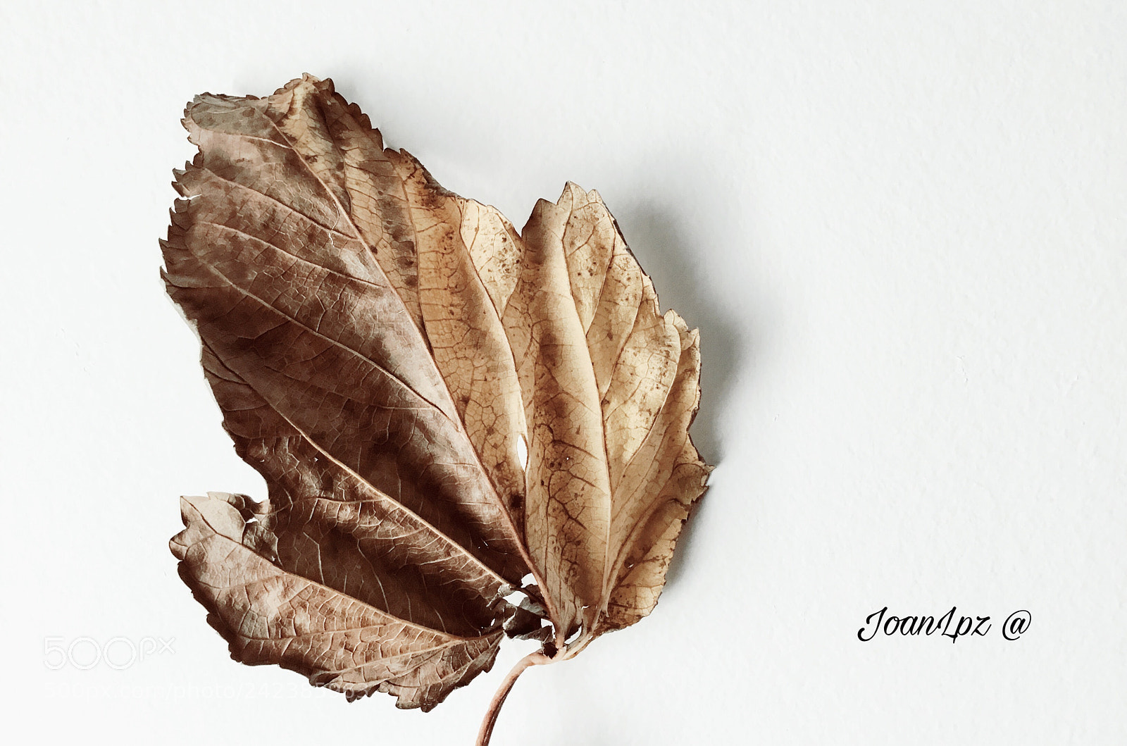 Apple iPad (5th generation) sample photo. Hoja ! photography