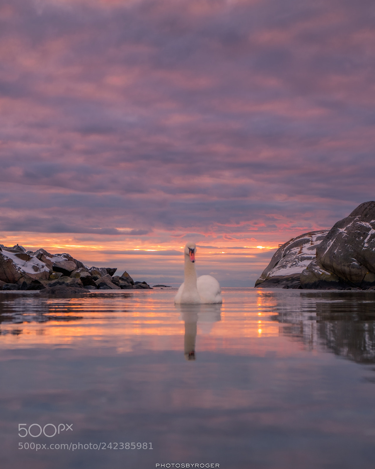 Fujifilm X-T2 sample photo. Sunrise, lonely swan photography