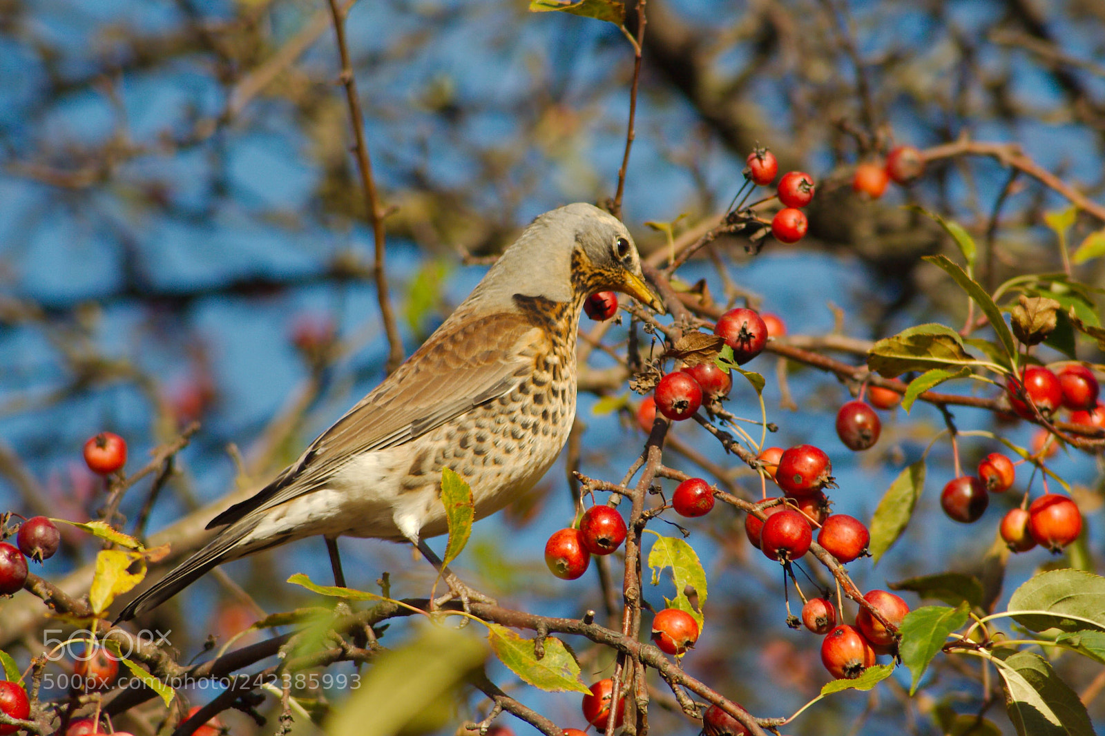 Canon EOS 350D (EOS Digital Rebel XT / EOS Kiss Digital N) sample photo. Fieldfare photography