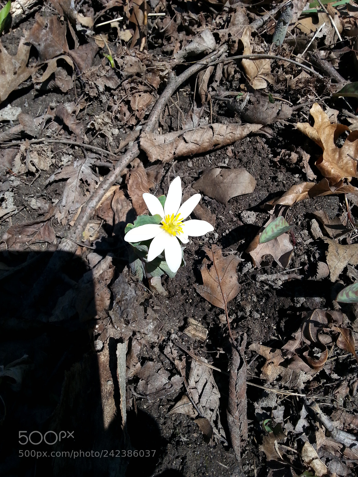 Samsung Galaxy S3 sample photo. Untitled photography