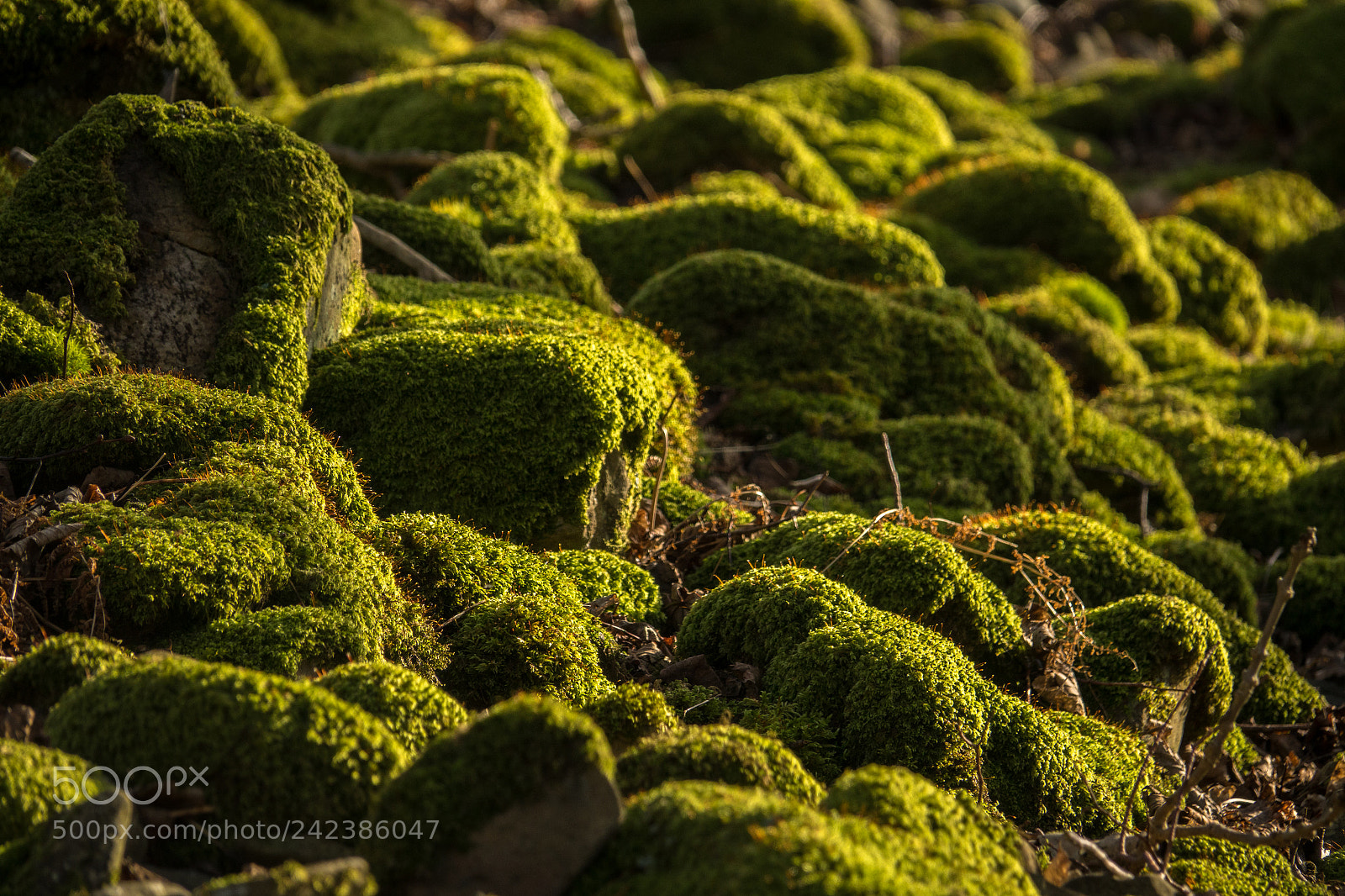 Sony Cyber-shot DSC-RX10 III sample photo. Mossy rocks detail photography