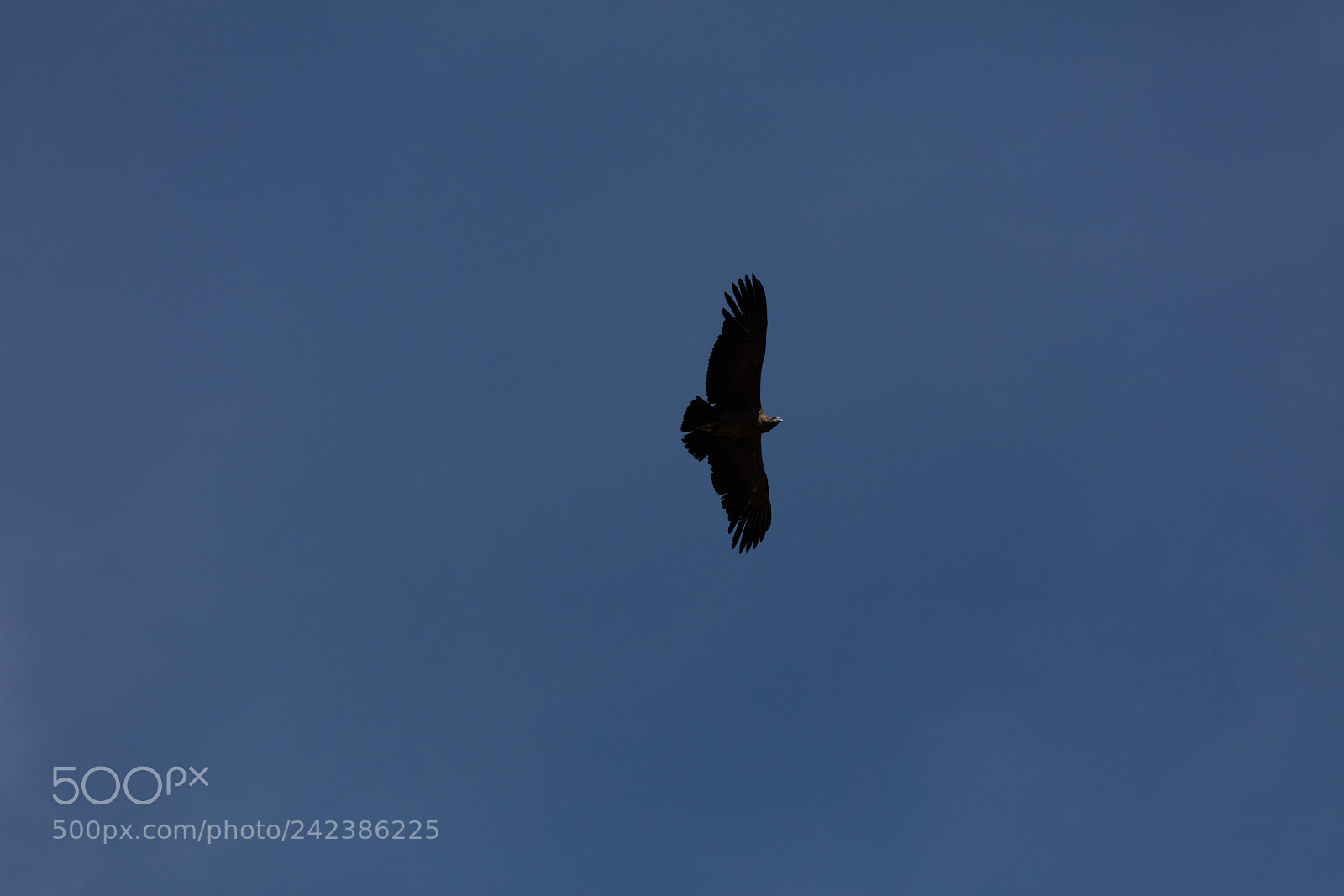 Canon EOS 5DS R sample photo. Condor flying  in peru photography