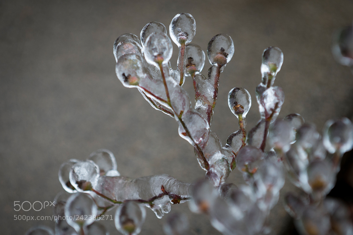 Nikon D800 sample photo. Ice storm 2 photography