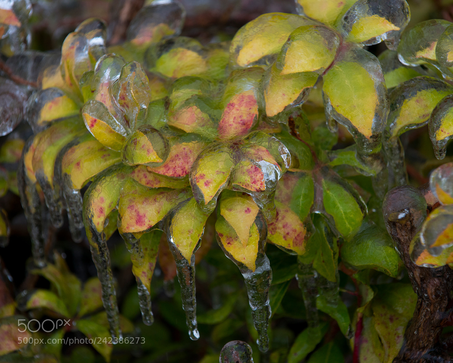 Nikon D800 sample photo. Ice storm 2 photography