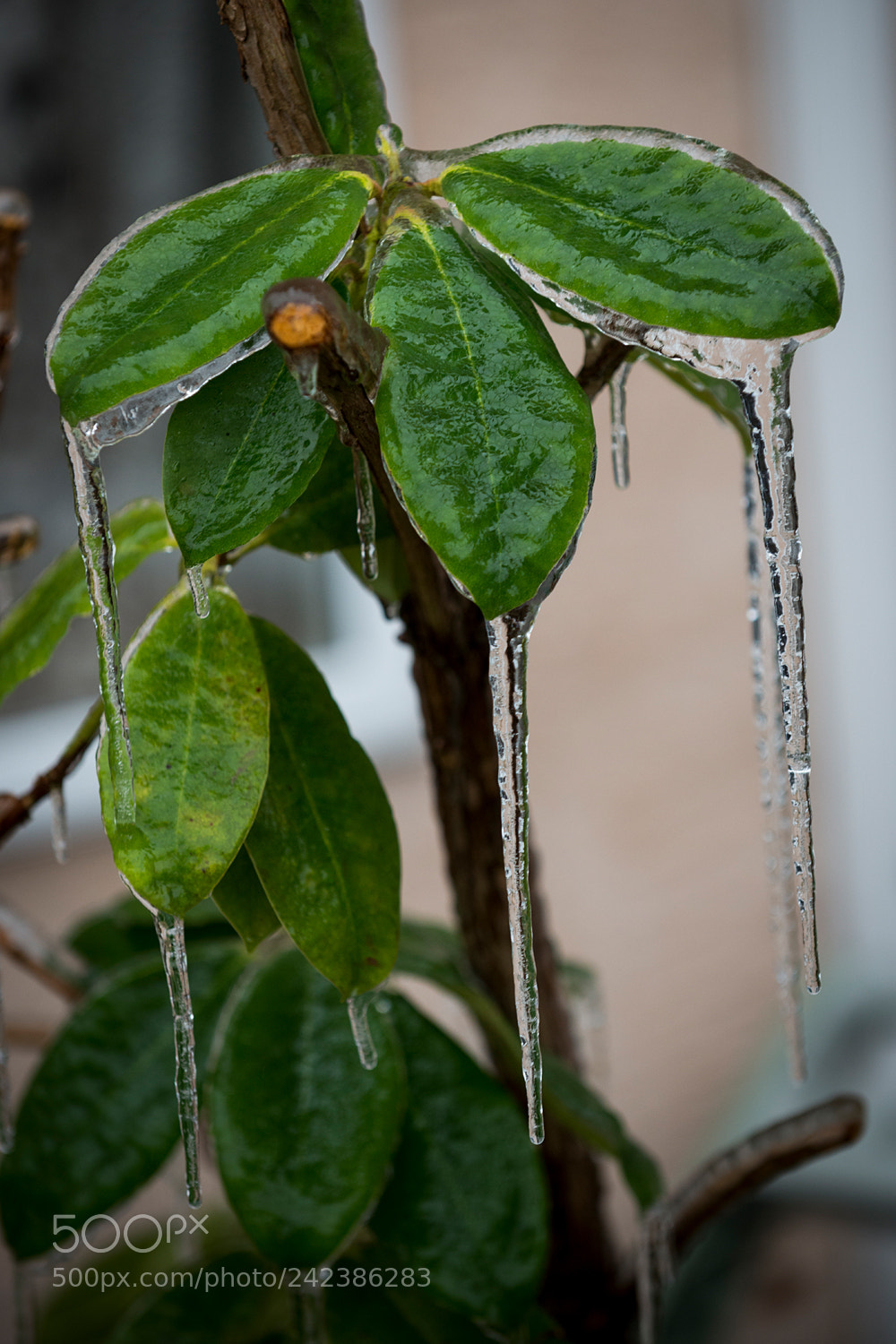 Nikon D800 sample photo. Ice storm 2 photography
