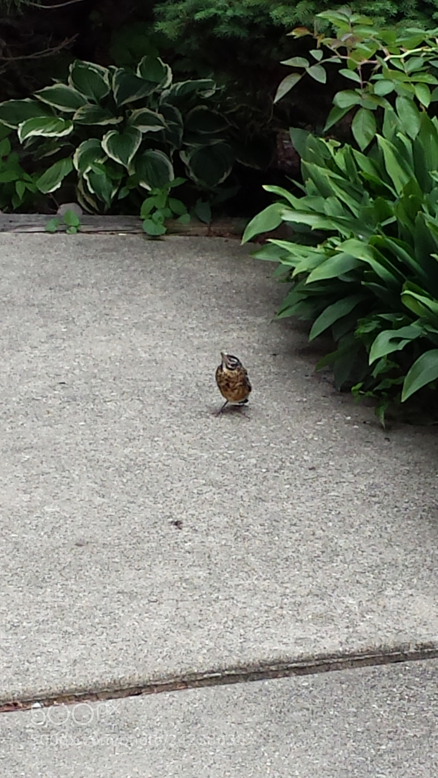 Samsung Galaxy S4 sample photo. Untitled photography