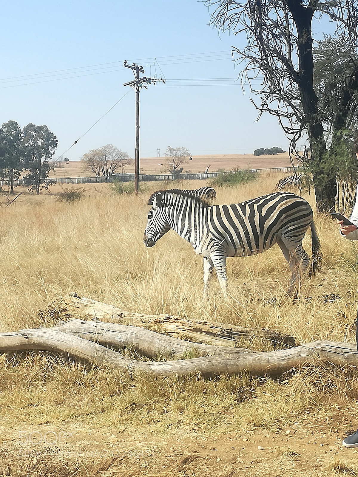 HUAWEI P9 LITE sample photo. Zebra photography