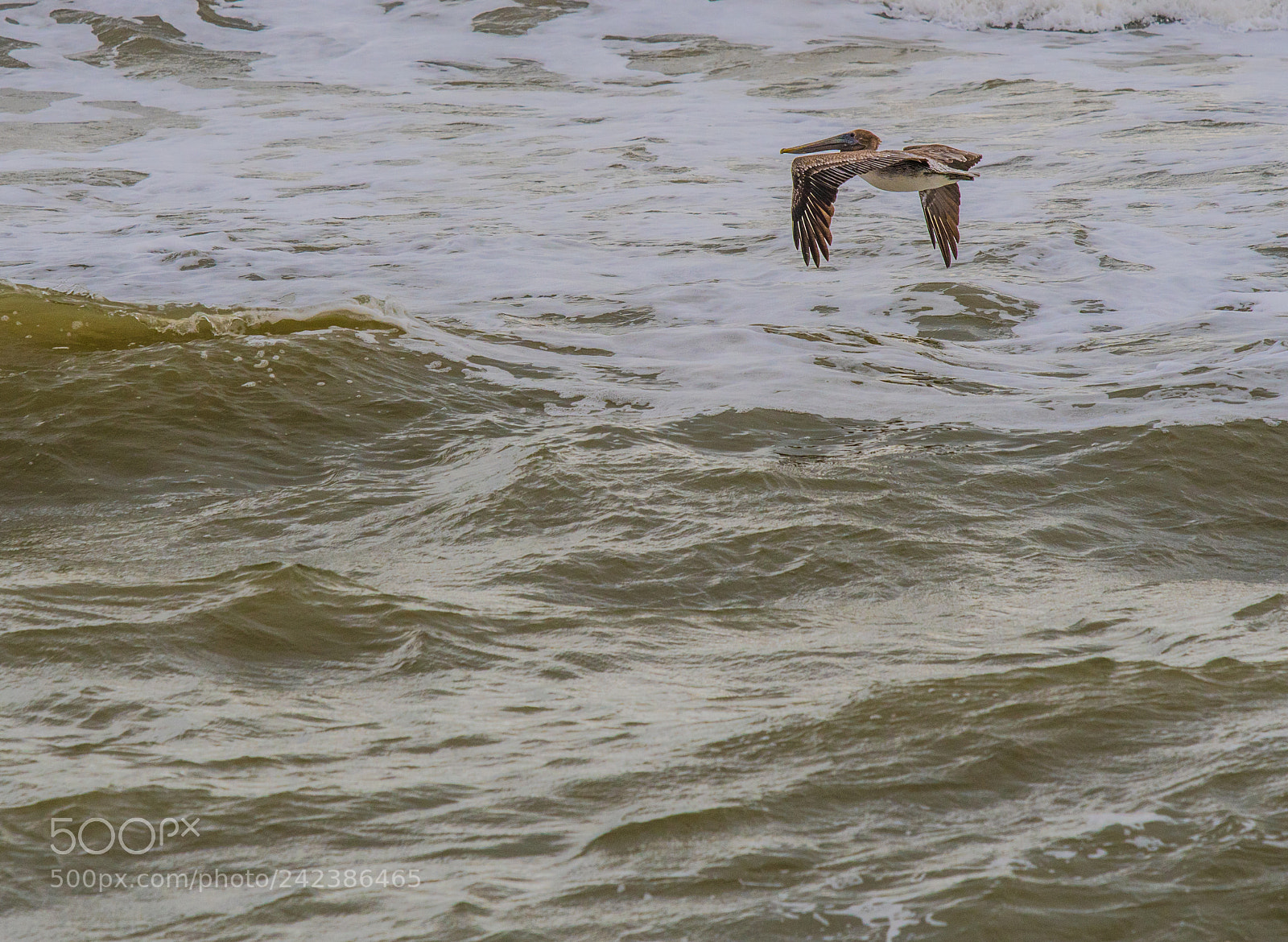 Nikon D500 sample photo. Little guy i spotted photography