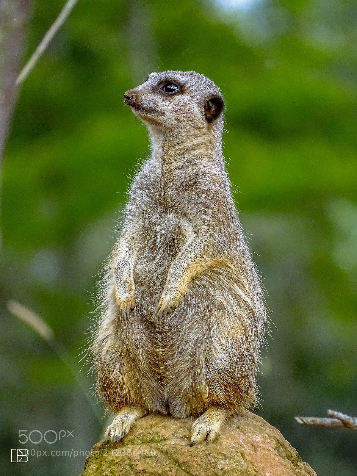 Sony Cyber-shot DSC-HX400V sample photo. Meerkat. photography