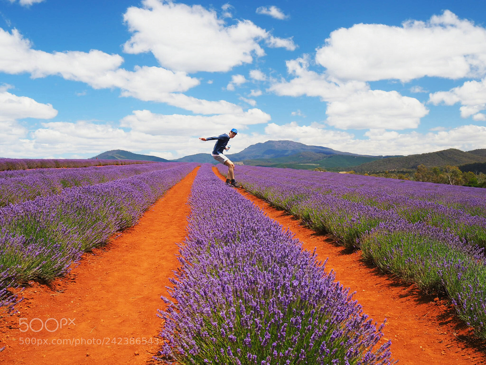 Olympus OM-D E-M10 II sample photo. Fun at the lavander photography