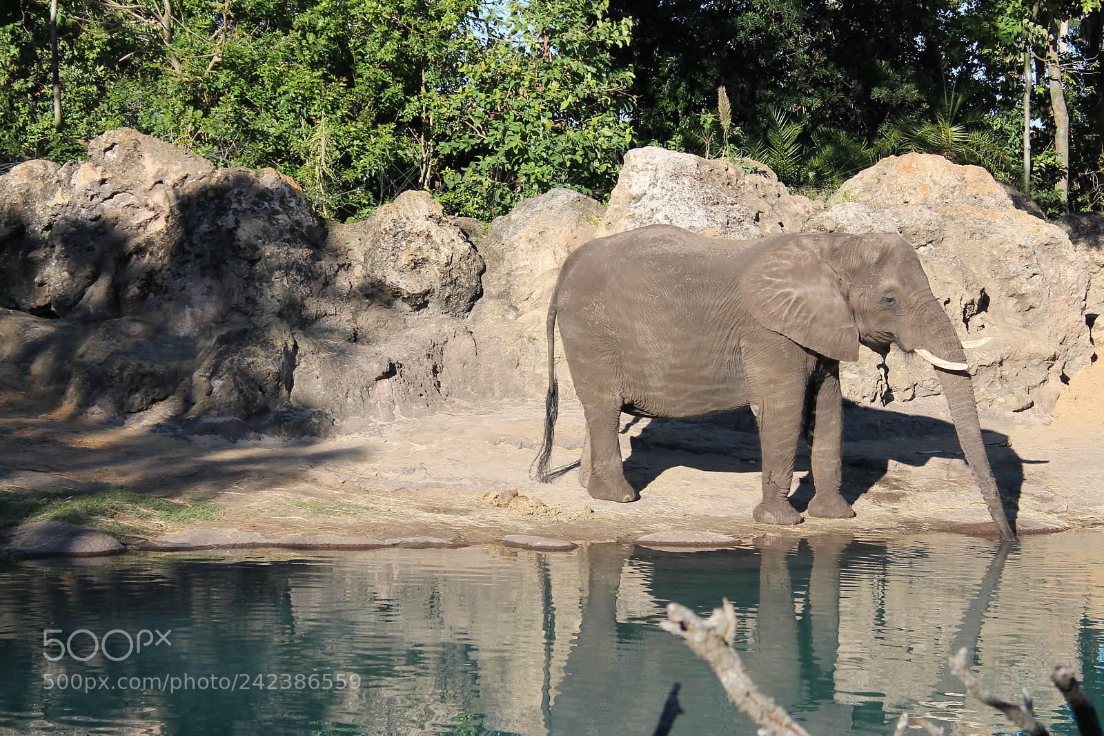 Canon EOS 1100D (EOS Rebel T3 / EOS Kiss X50) sample photo. Elephant photography