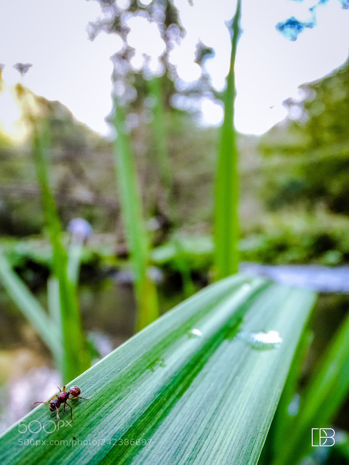 Sony Cyber-shot DSC-HX400V sample photo. Ant. photography